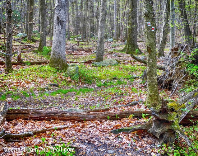 red-on-white-blazed Ramapo-Dunderberg (R-D) Trail