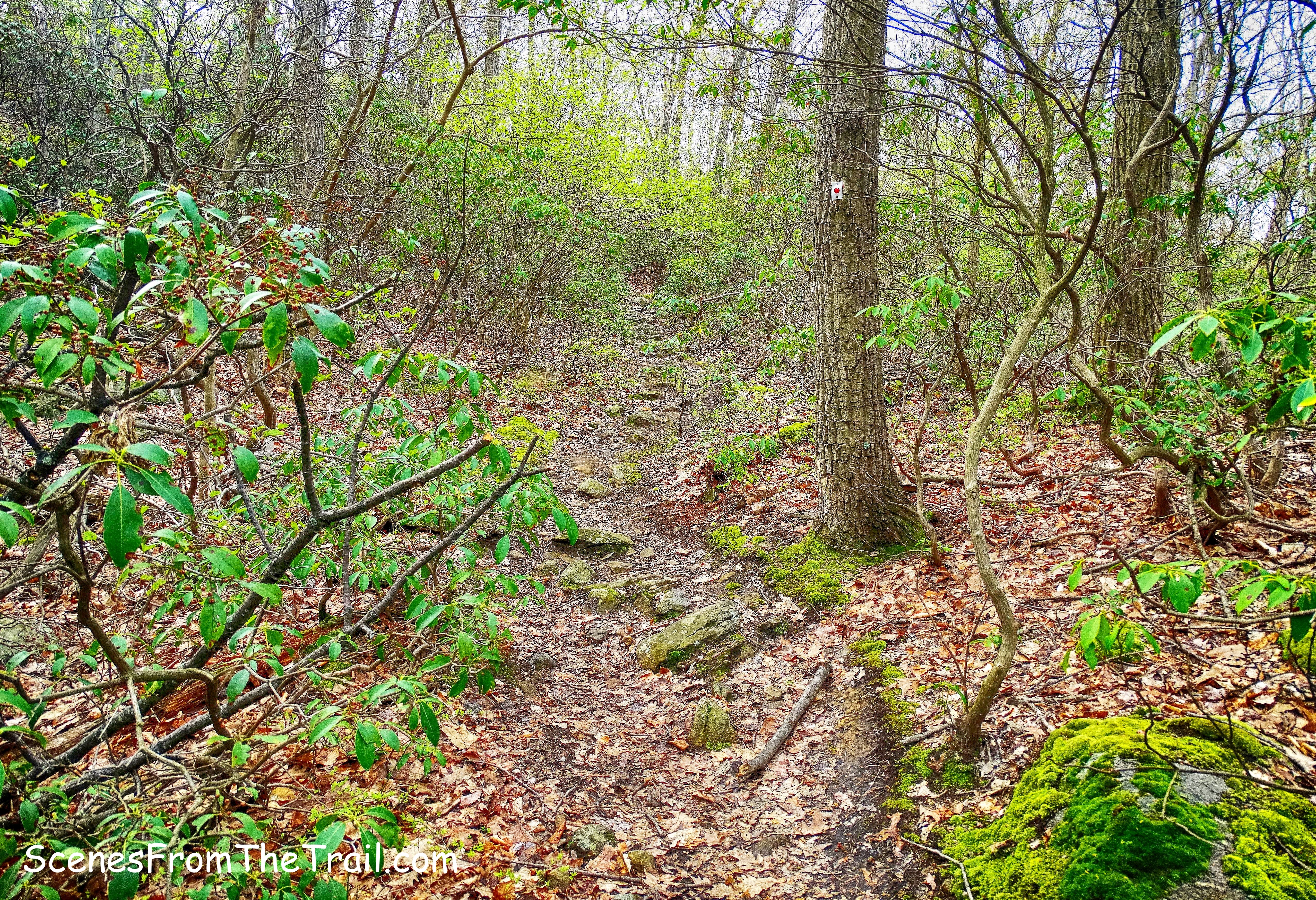 The R-D Trail