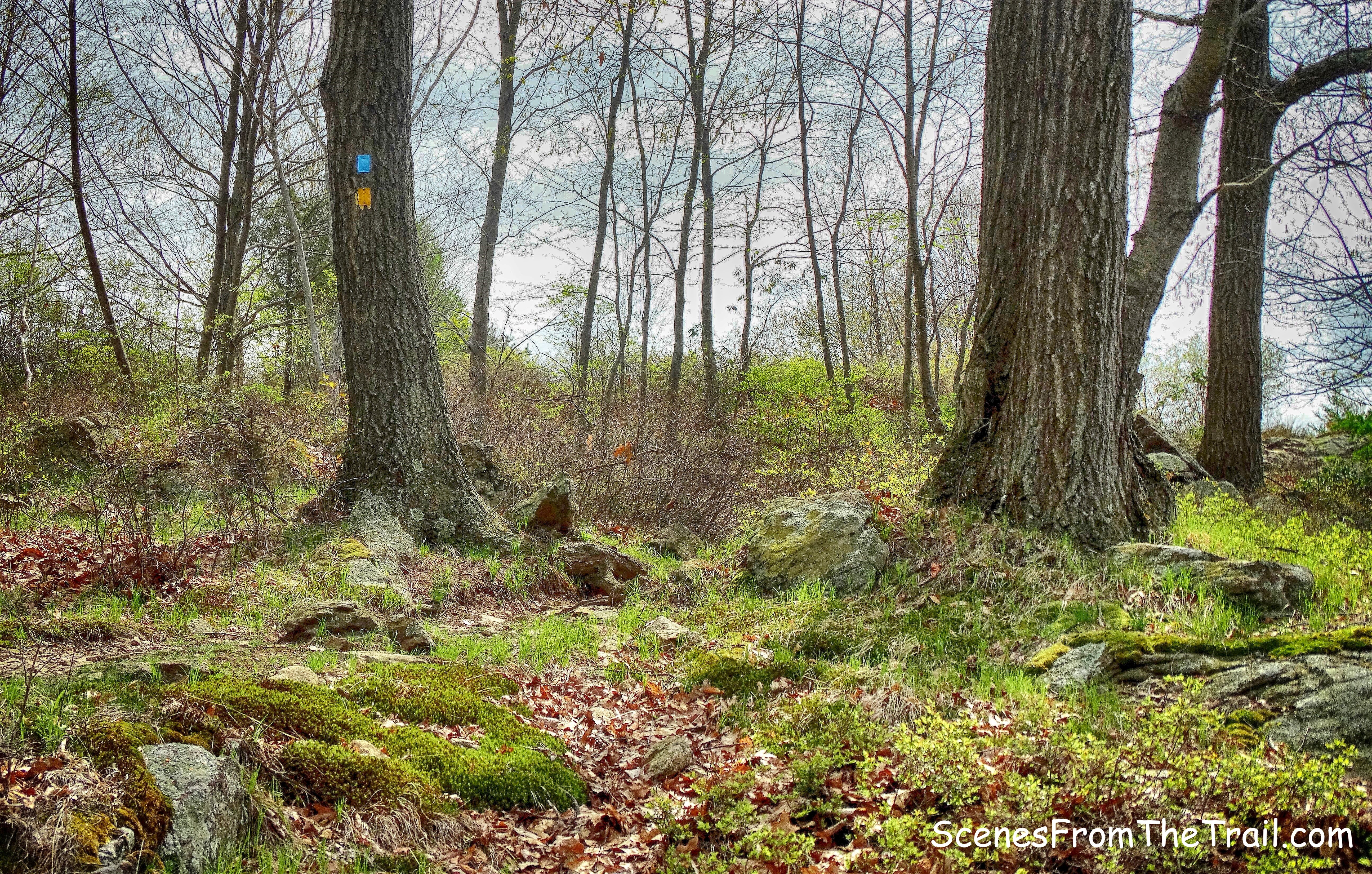joint blue-blazed Timp-Torne Trail and Suffern-Bear Mountain (S-BM) Trail