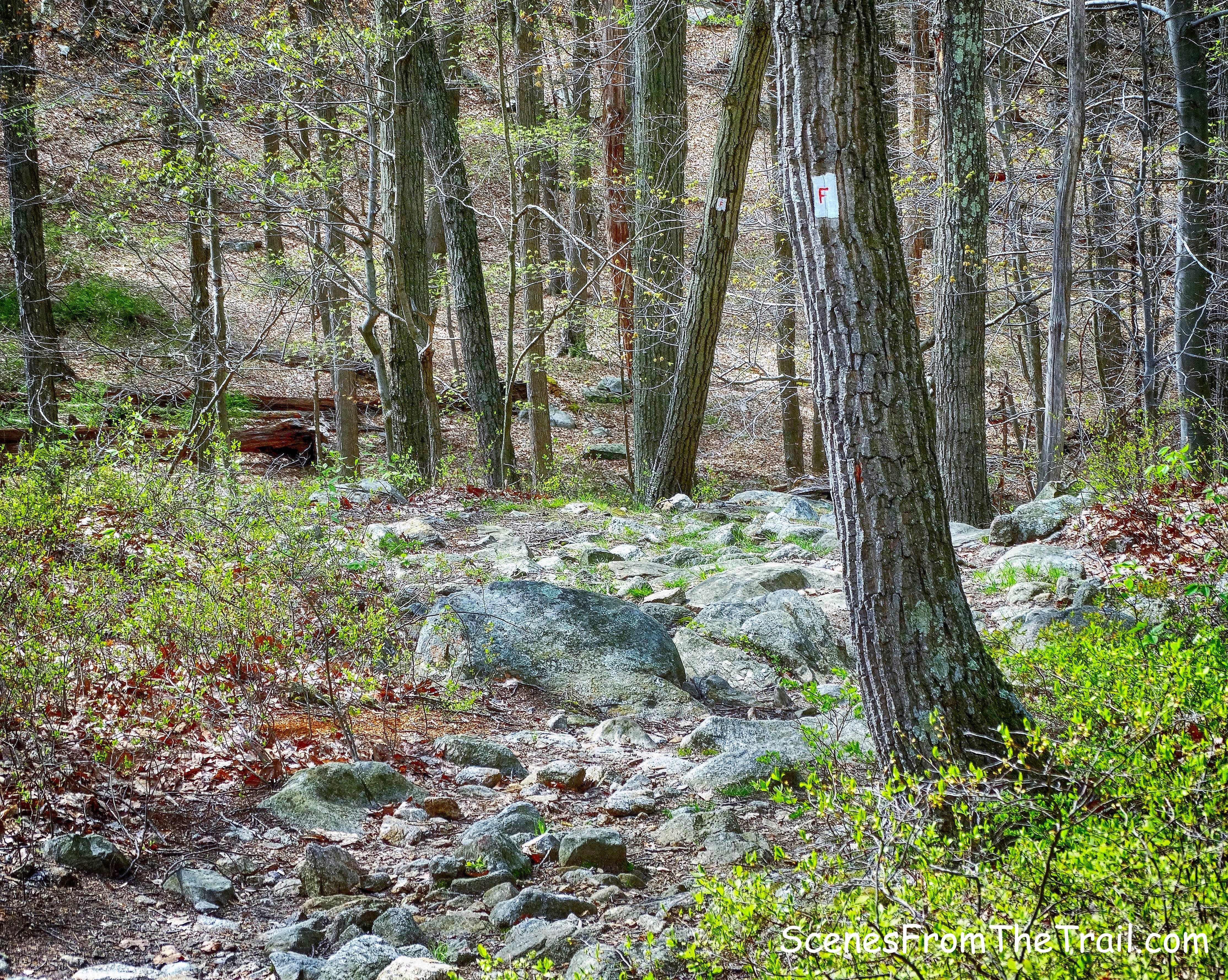 red-“F”-on-white blazed Fawn Trail