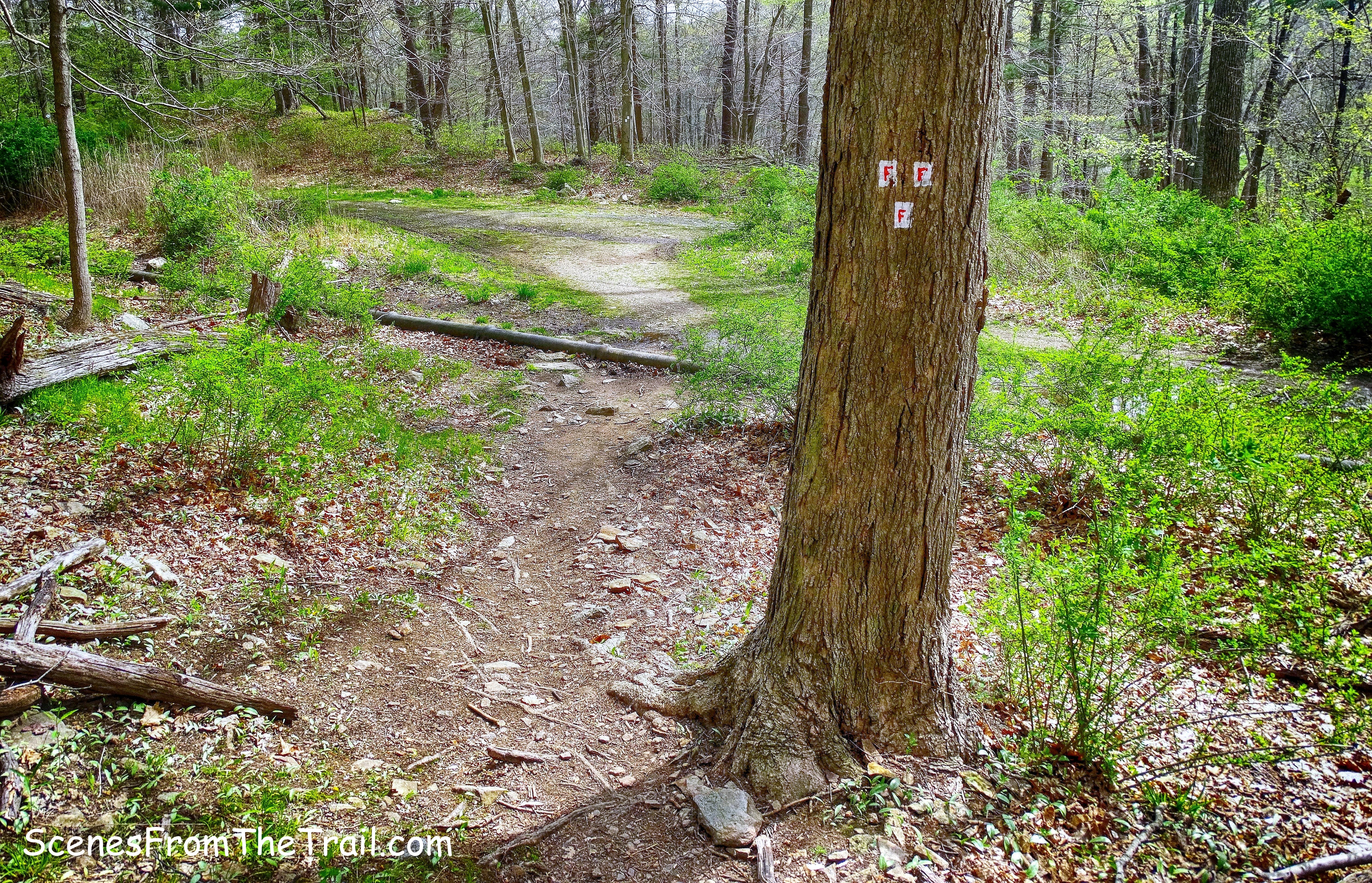 end of Fawn Trail