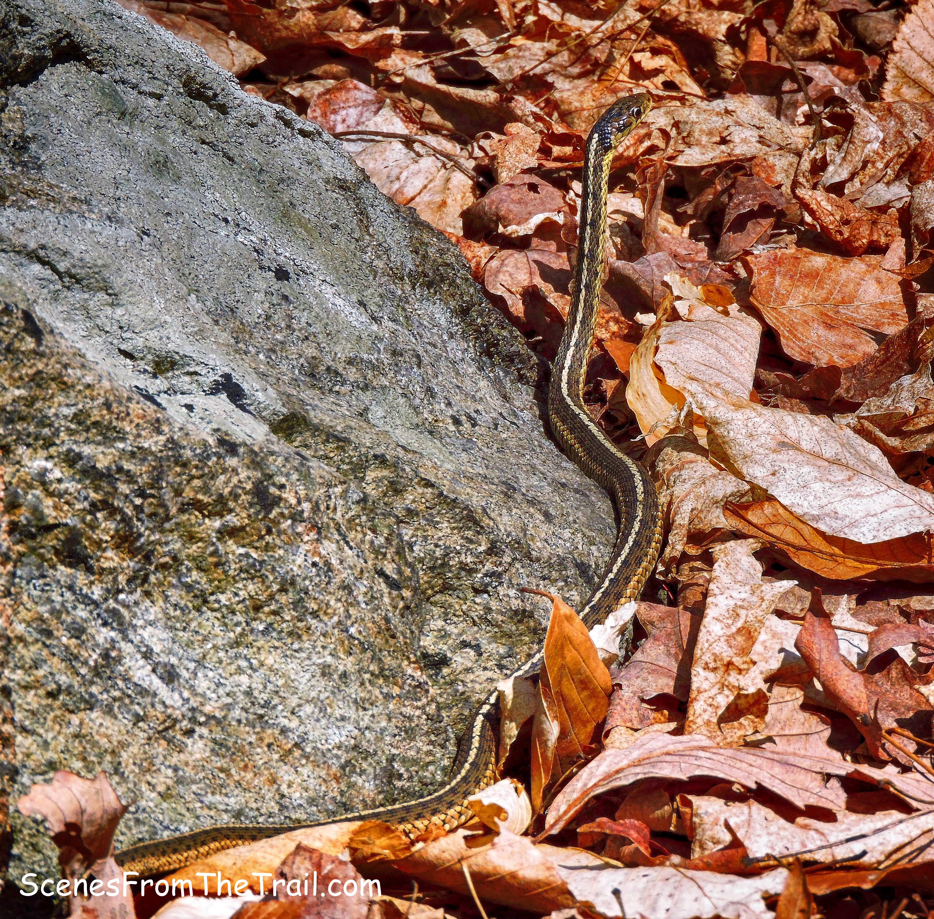 Garter Snake
