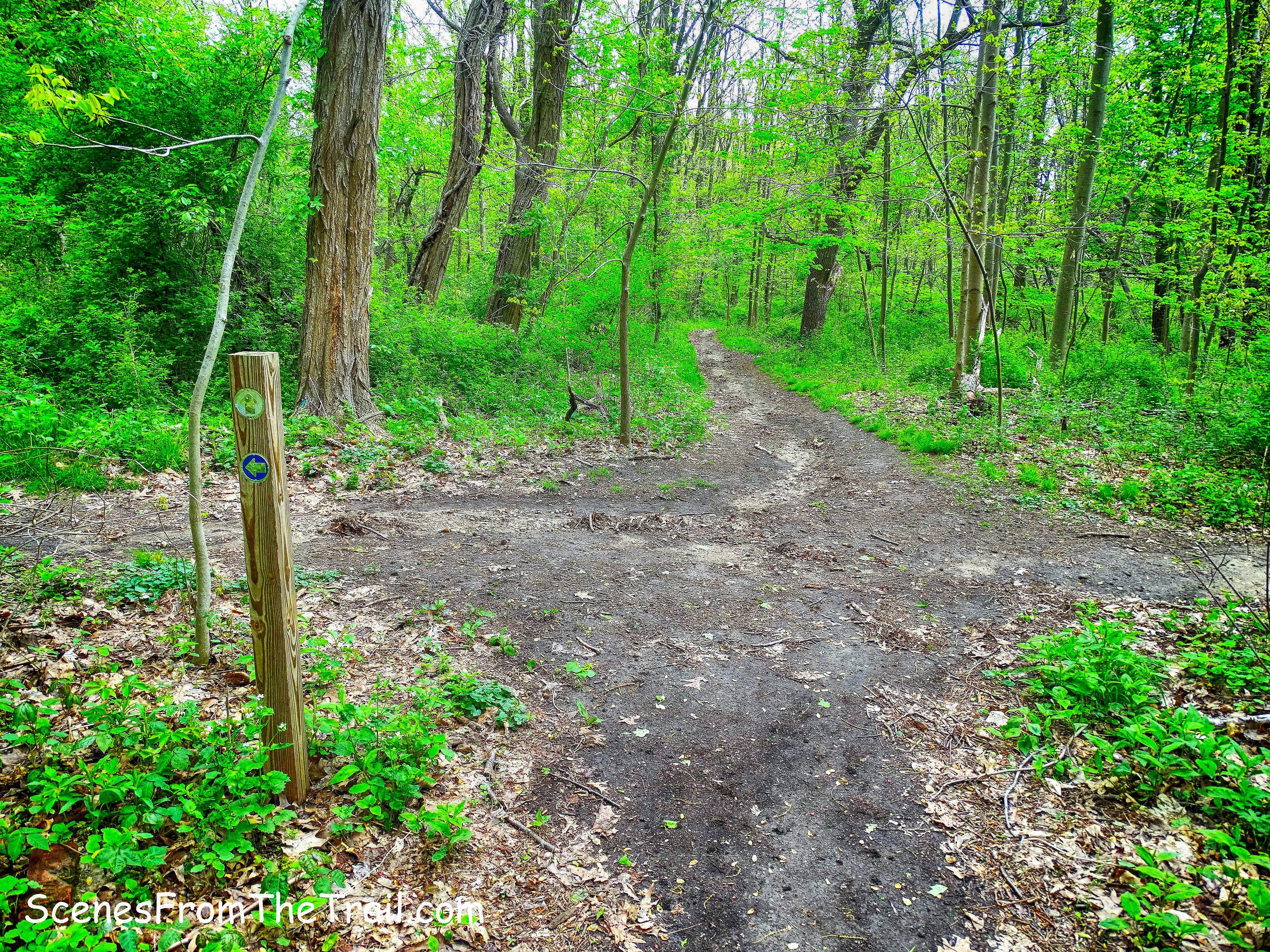 woods roads