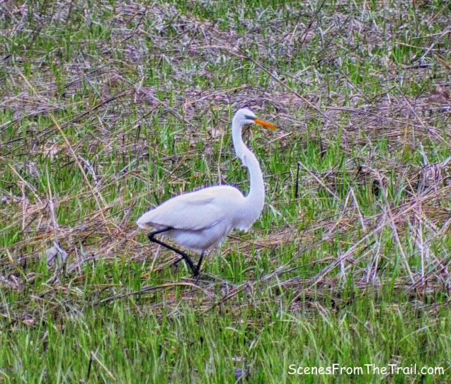 Great Egret
