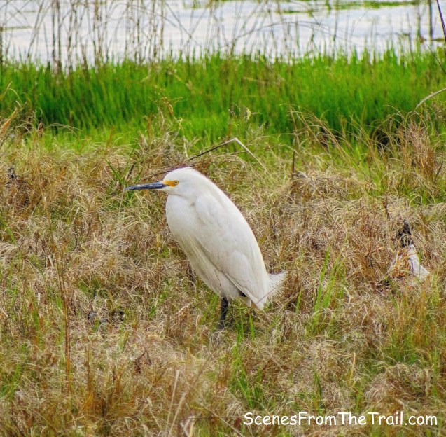 Snowy Egret