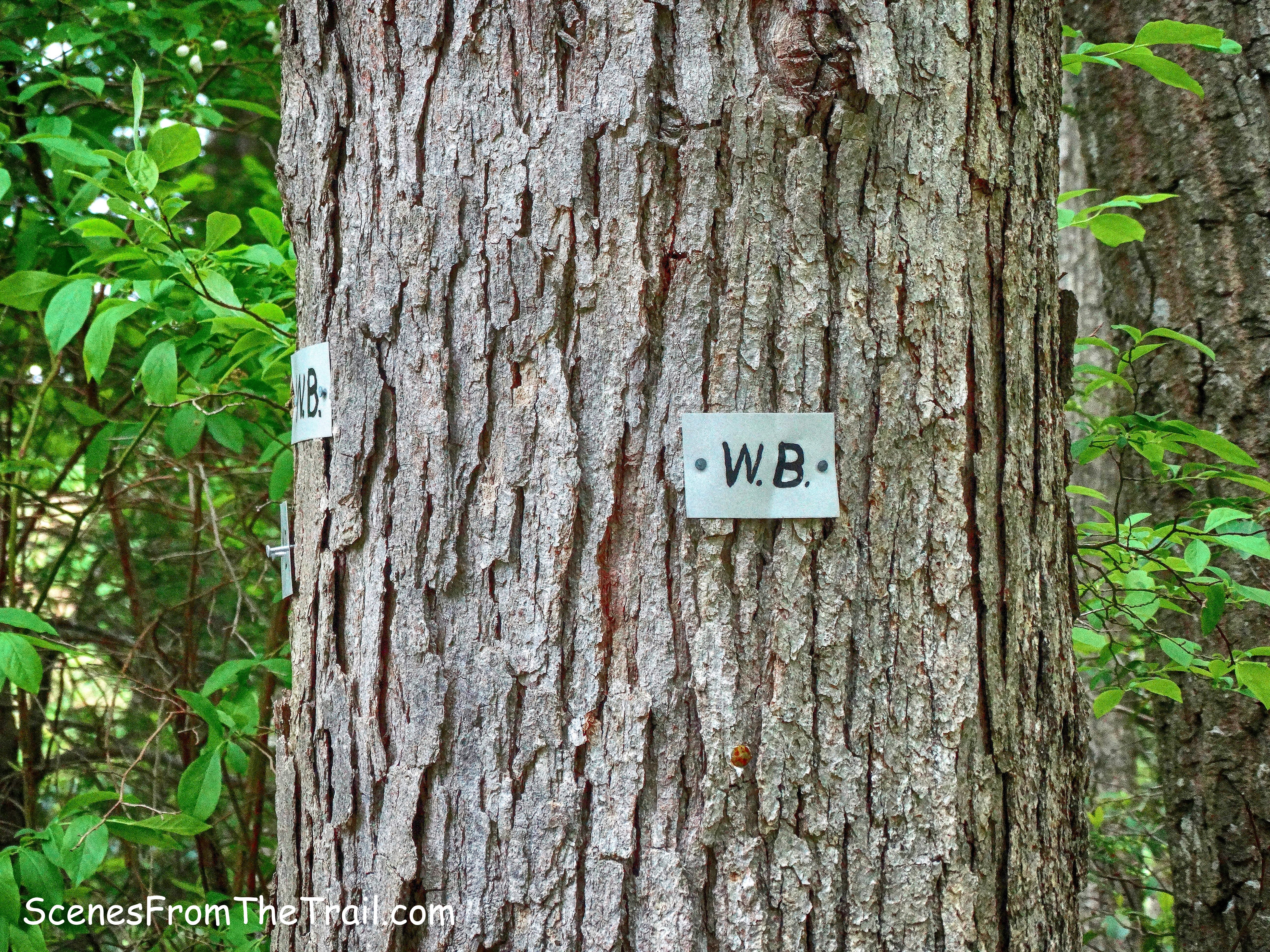 White Bar Trail