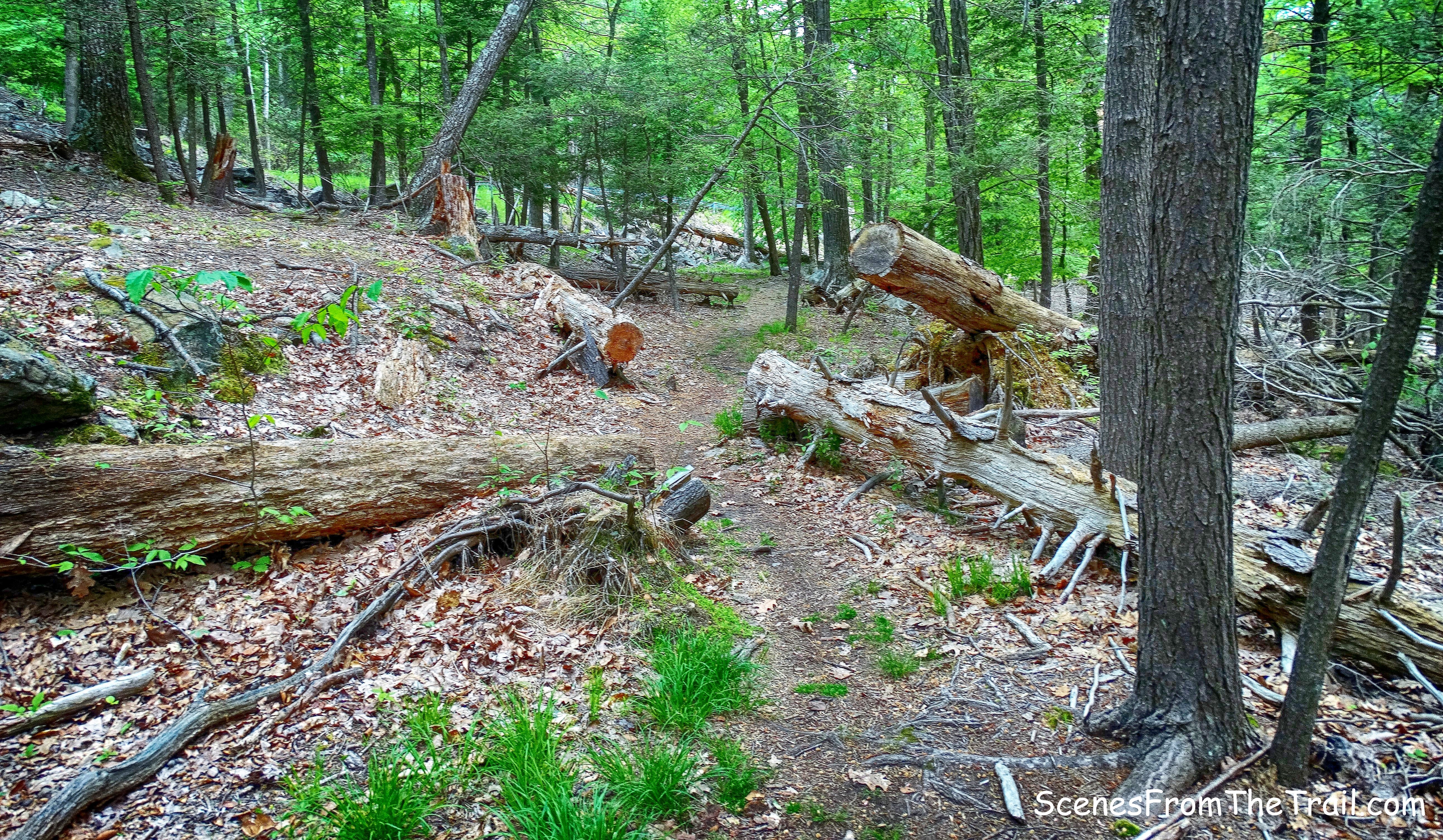 White Bar Trail