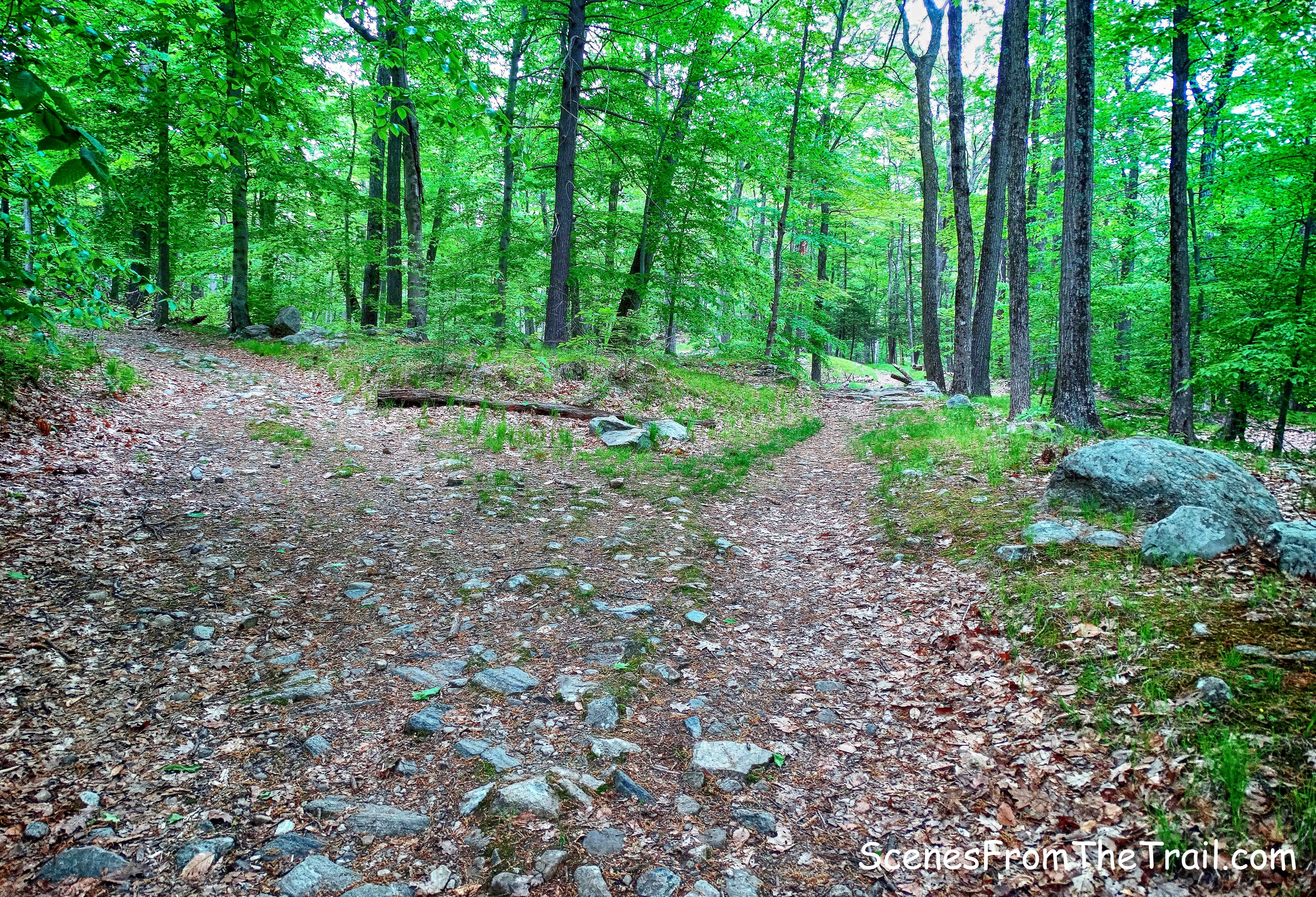 fork - Island Pond Road (left) White Bar Trail (right)