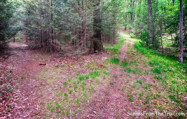 fork - Nurian Trail/Island Pond Road