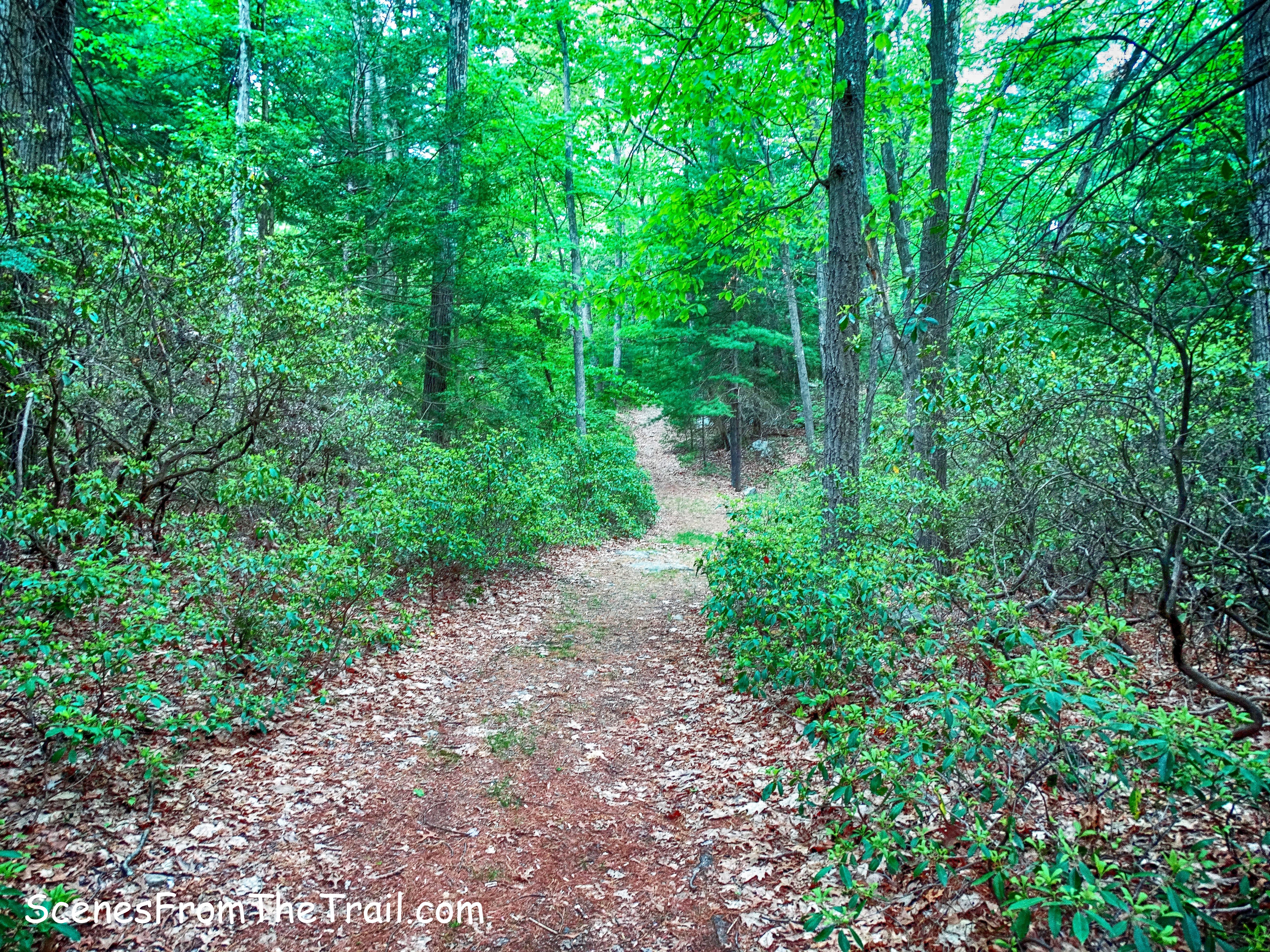unmarked woods road