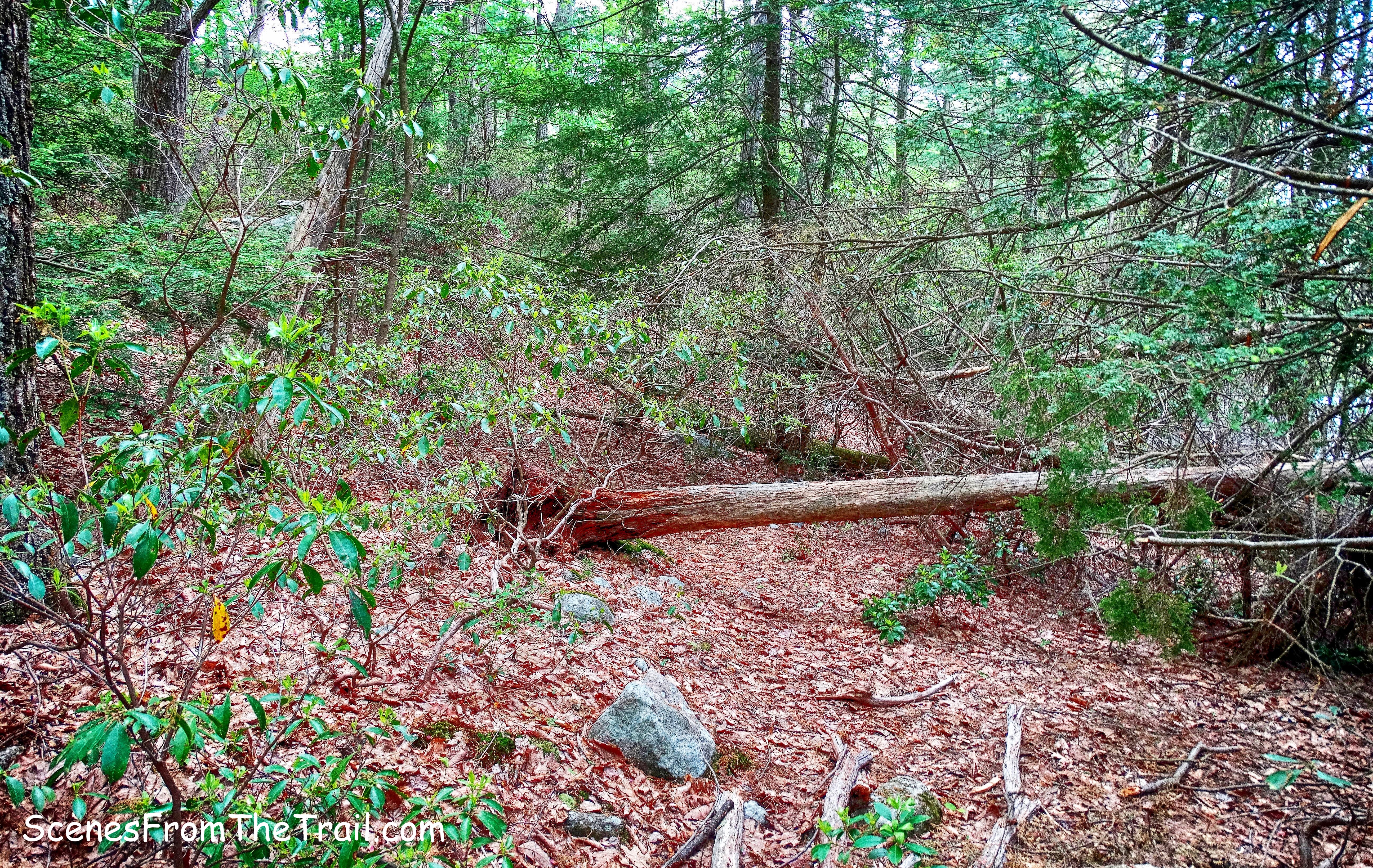 unmarked trail