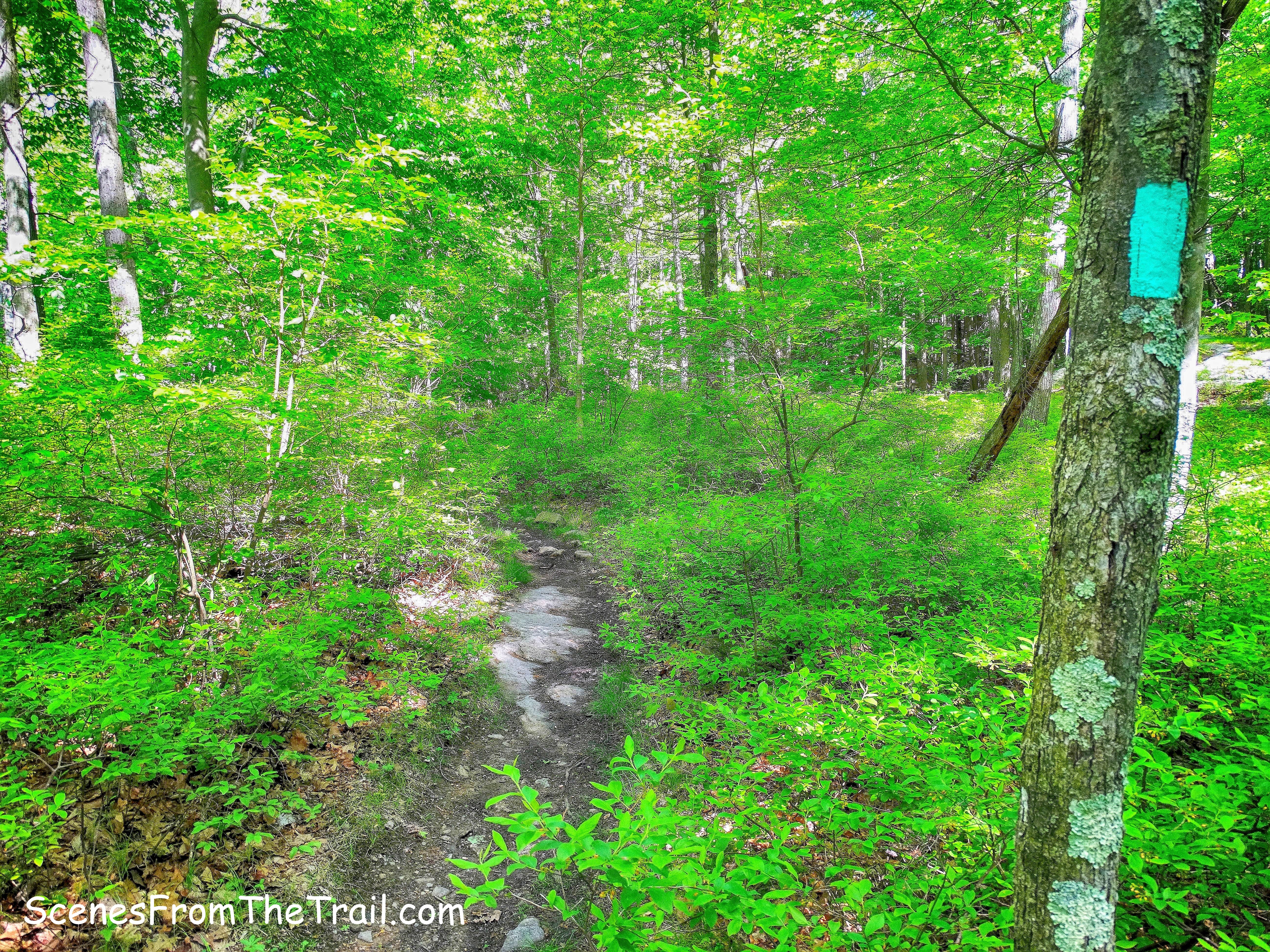 mountain laurel