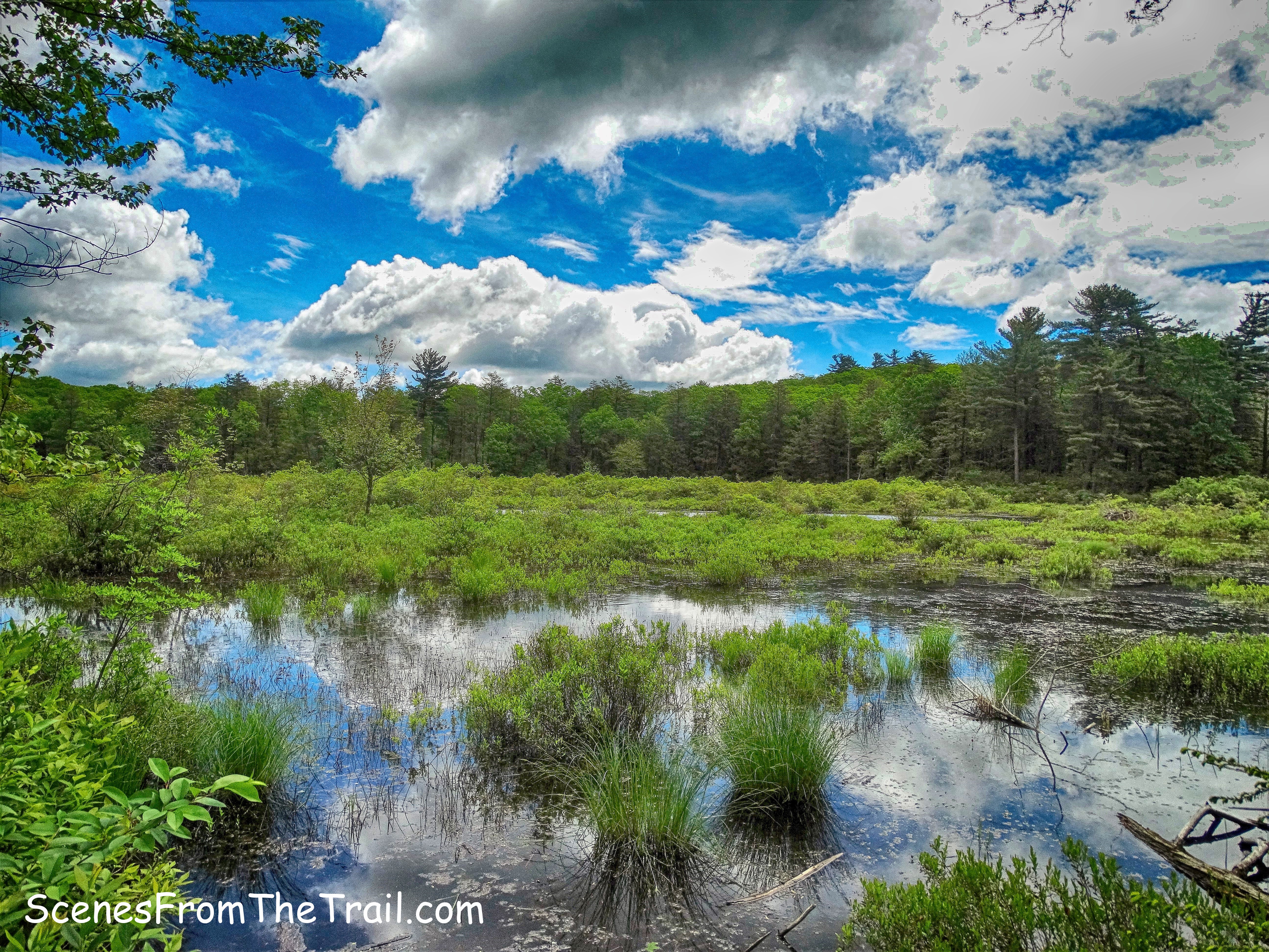 Pine Swamp
