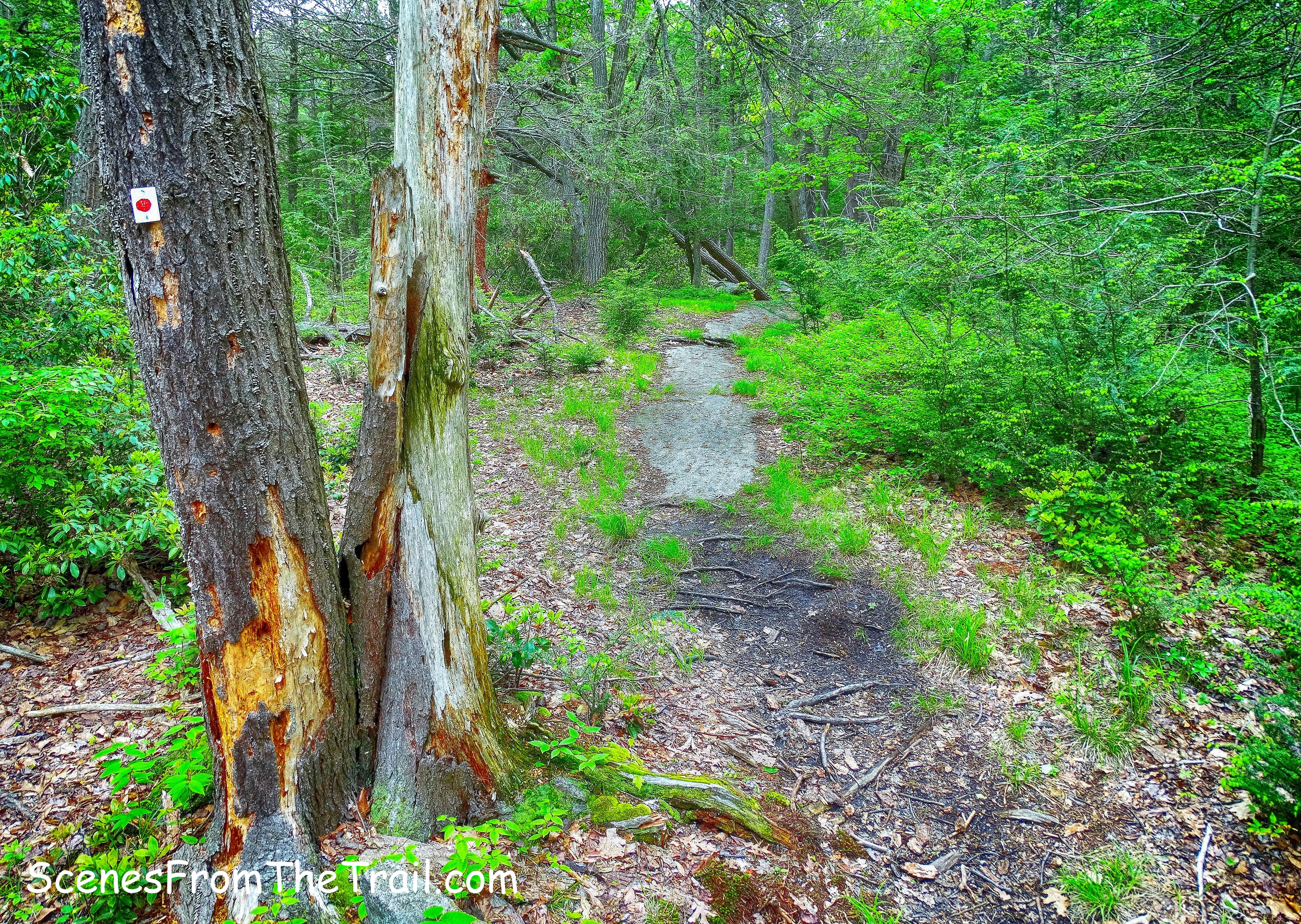 Ramapo-Dunderberg Trail