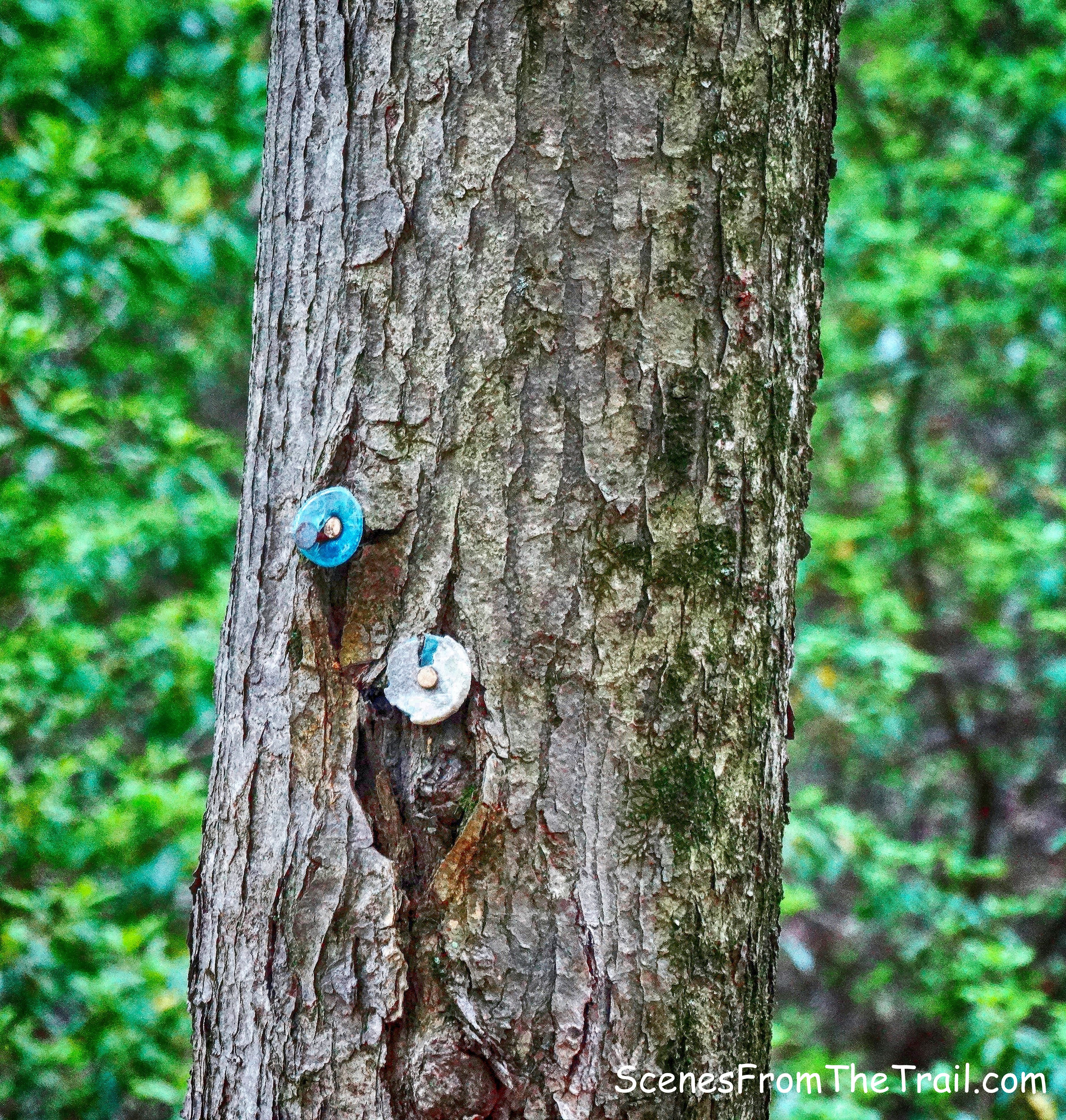 Bottle Cap Trail