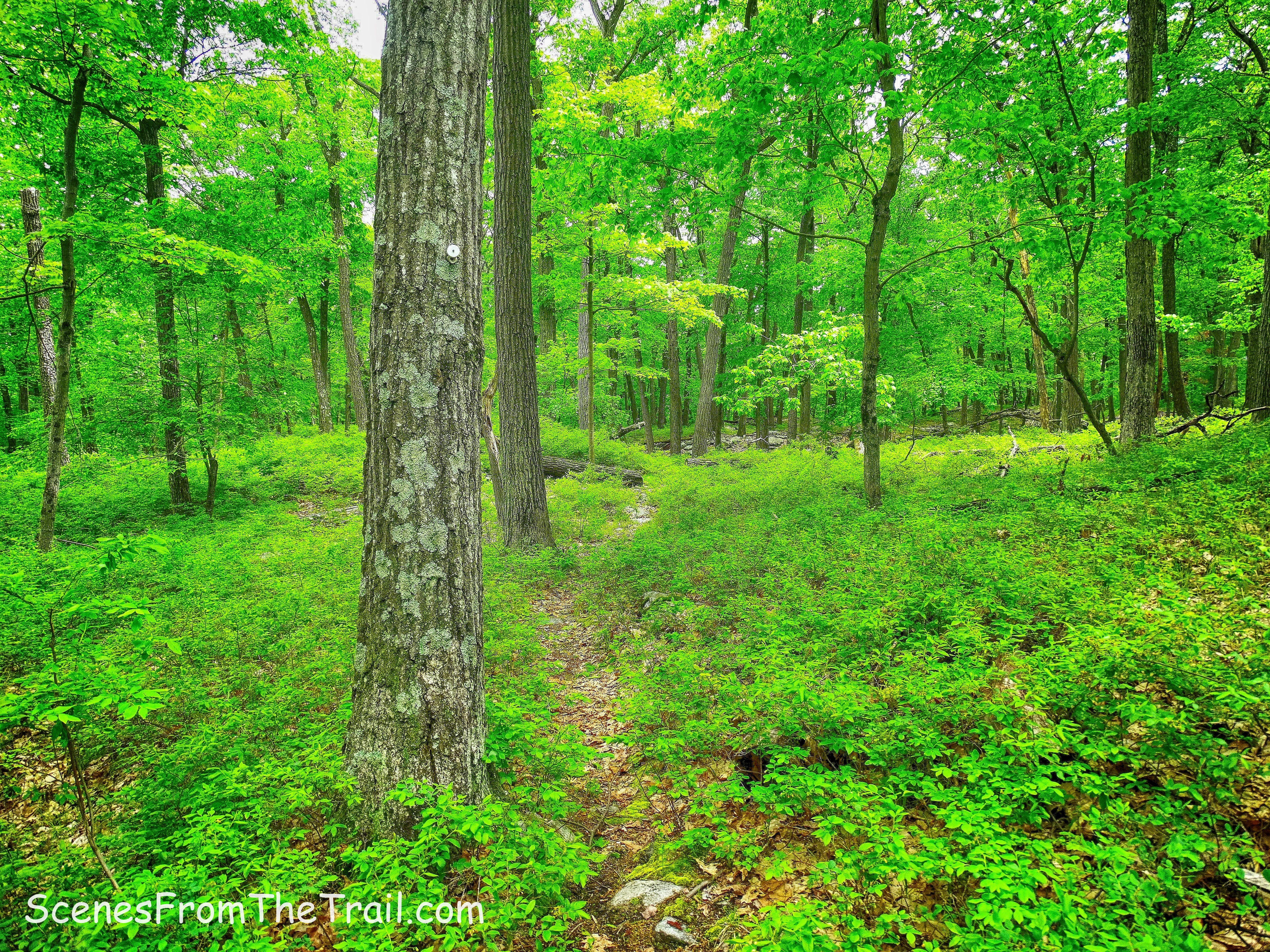 Bottle Cap Trail