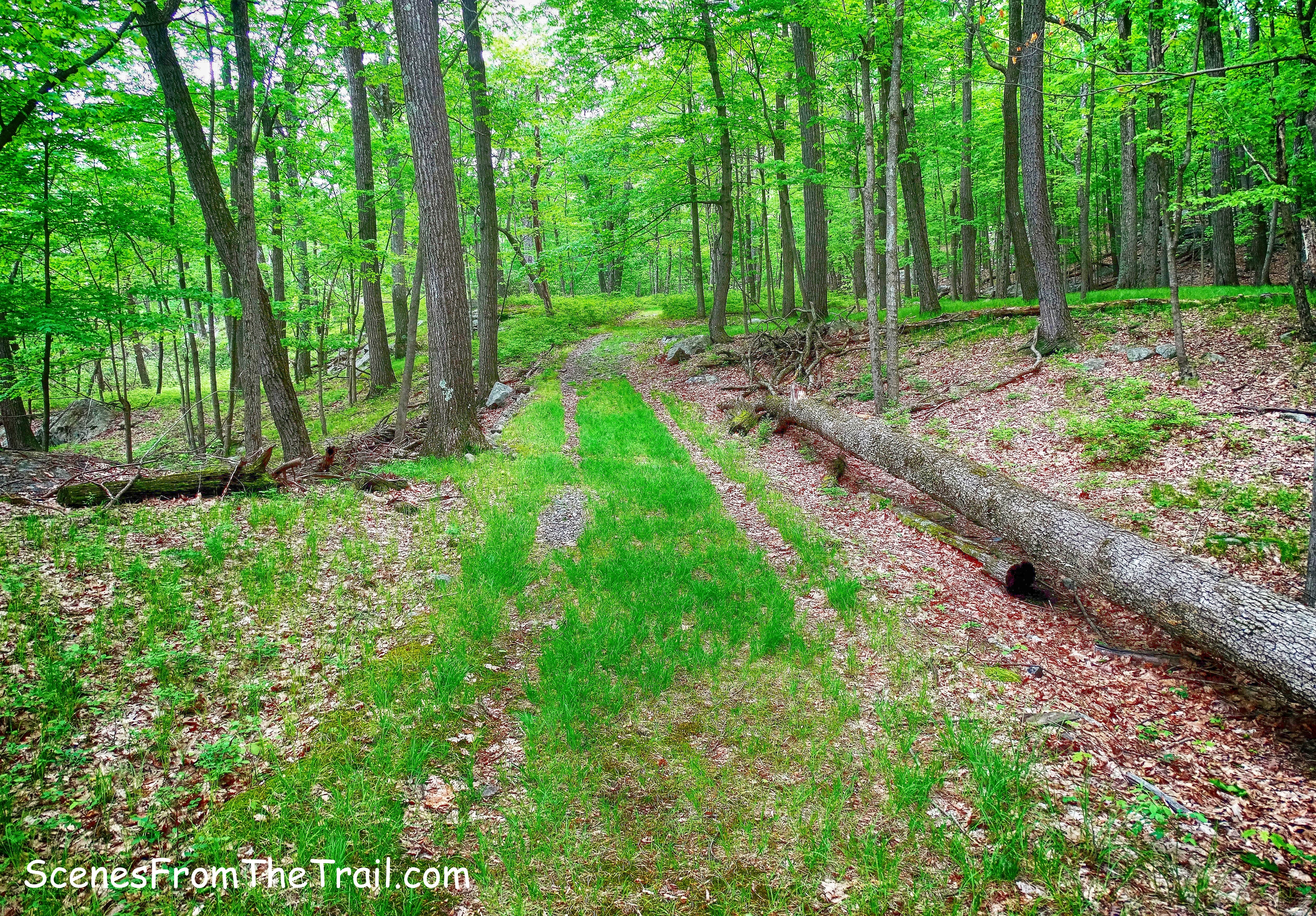 woods road