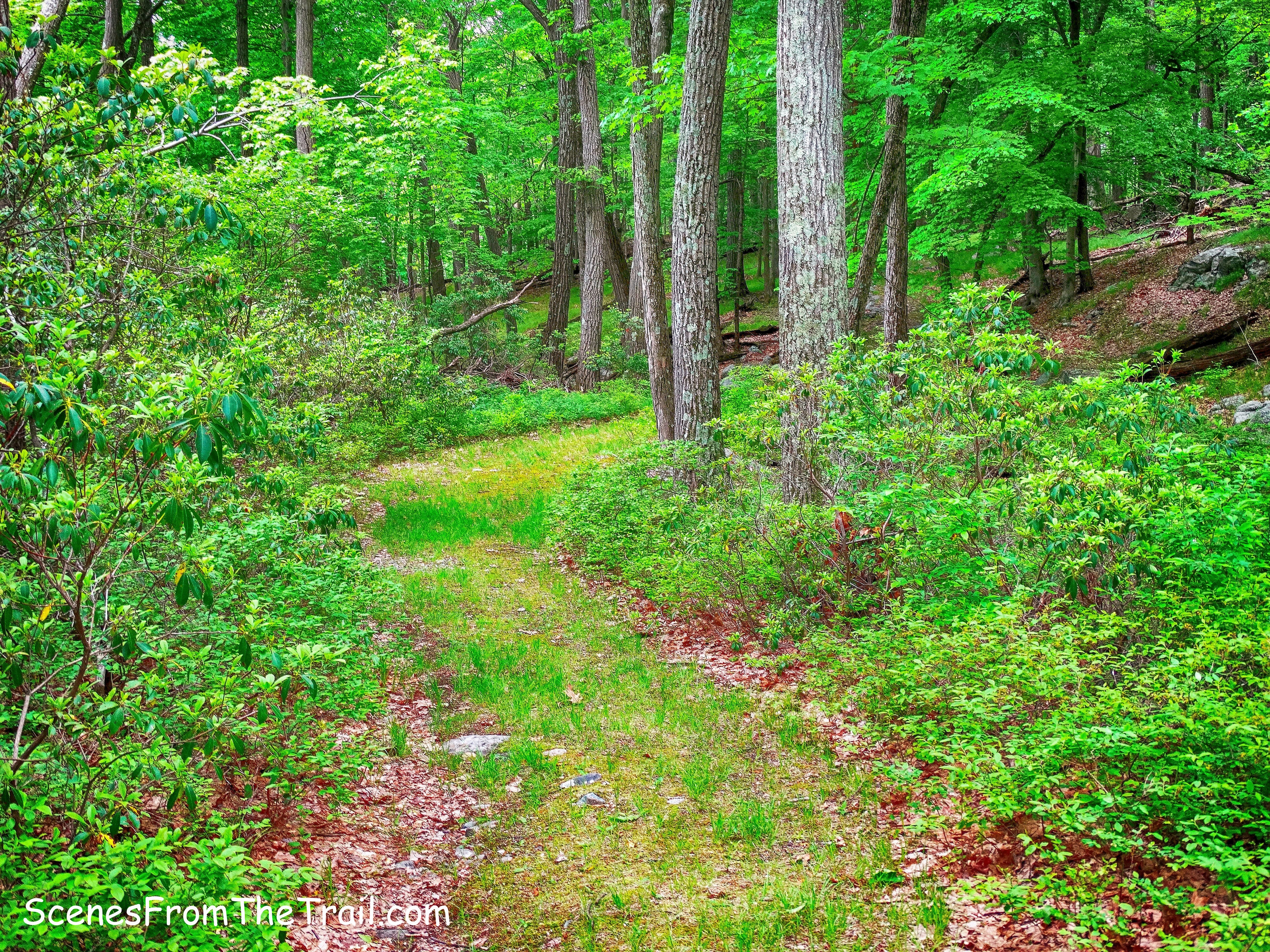 woods road