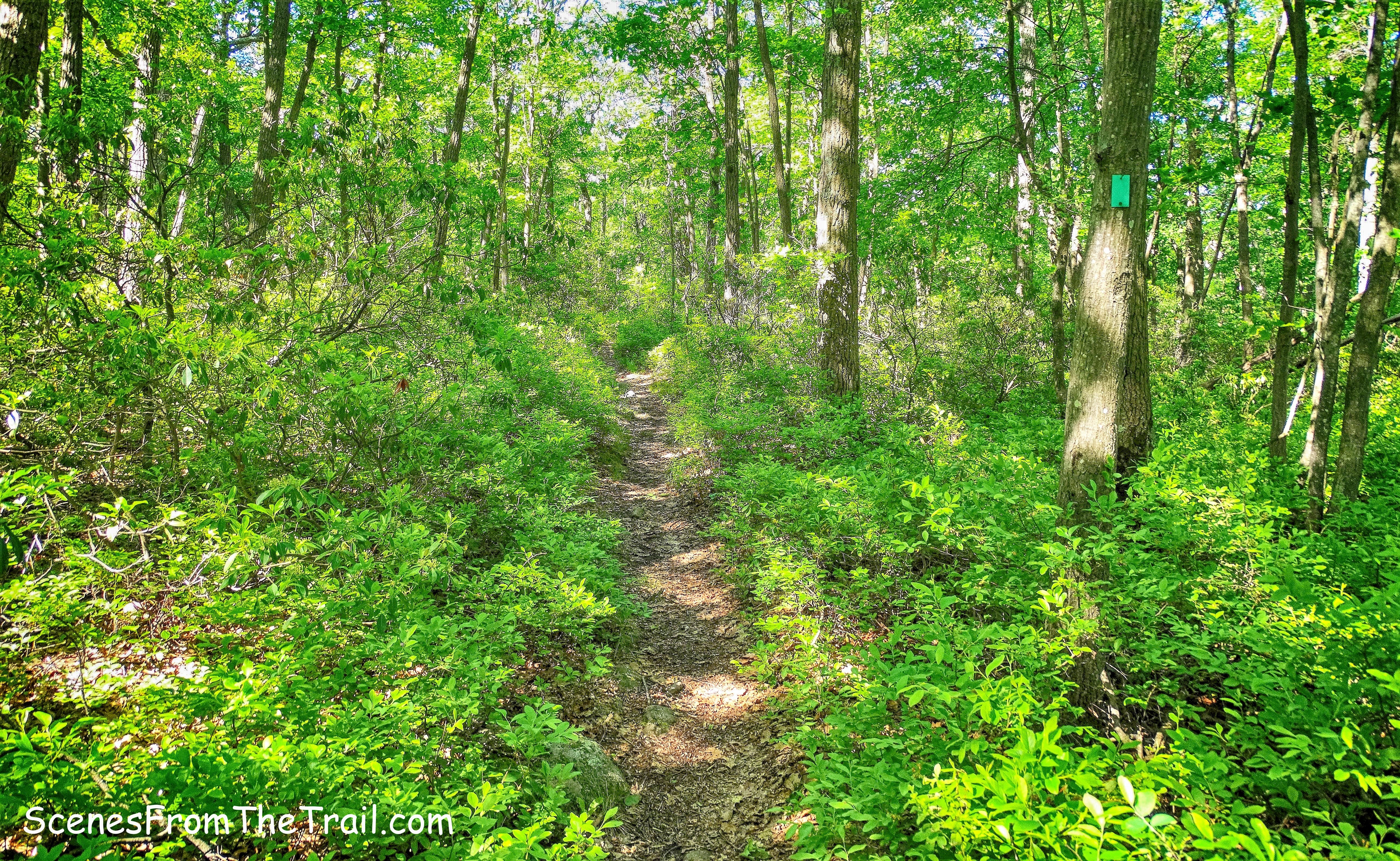 the Long Path