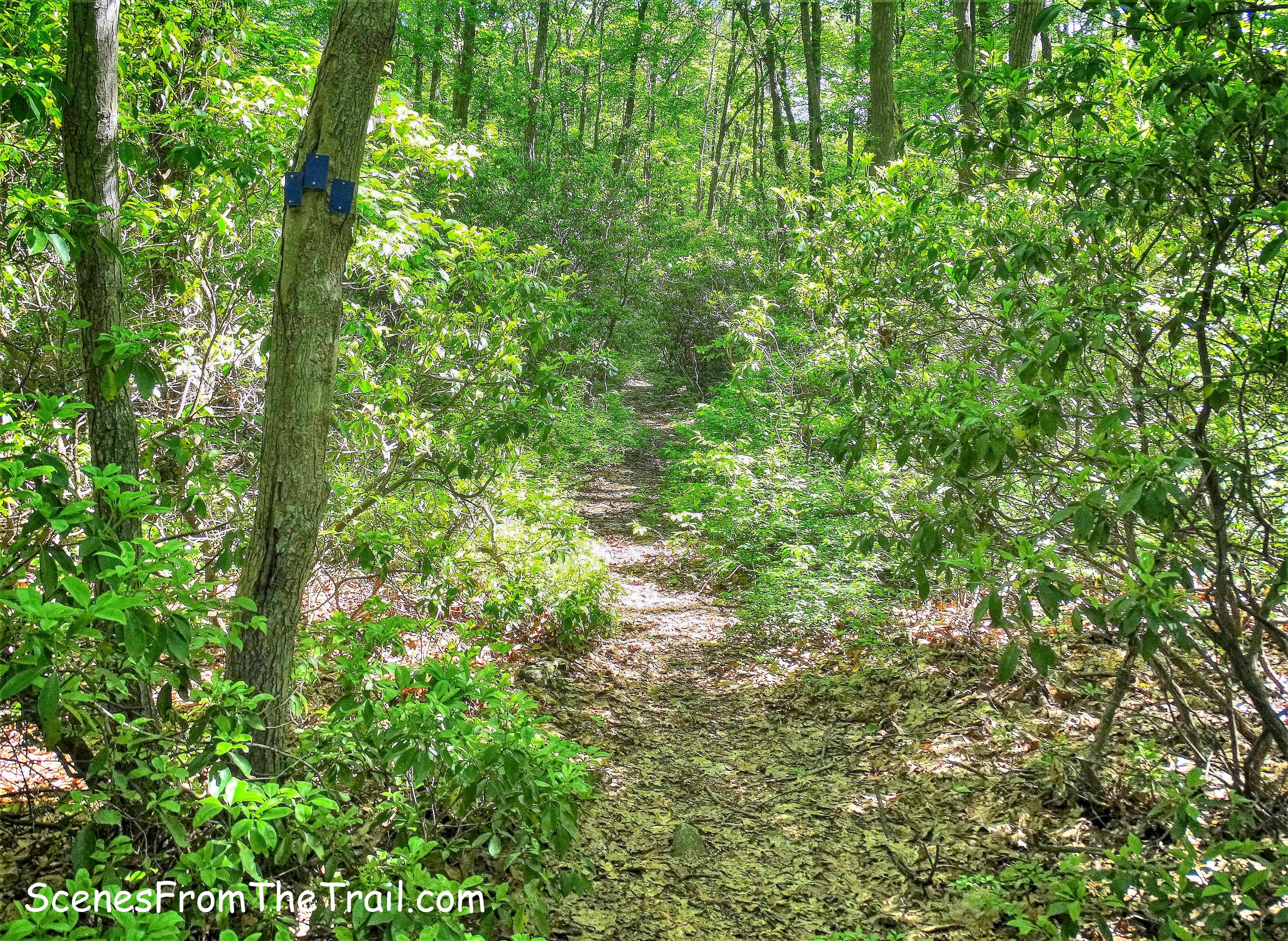 Beech Trail