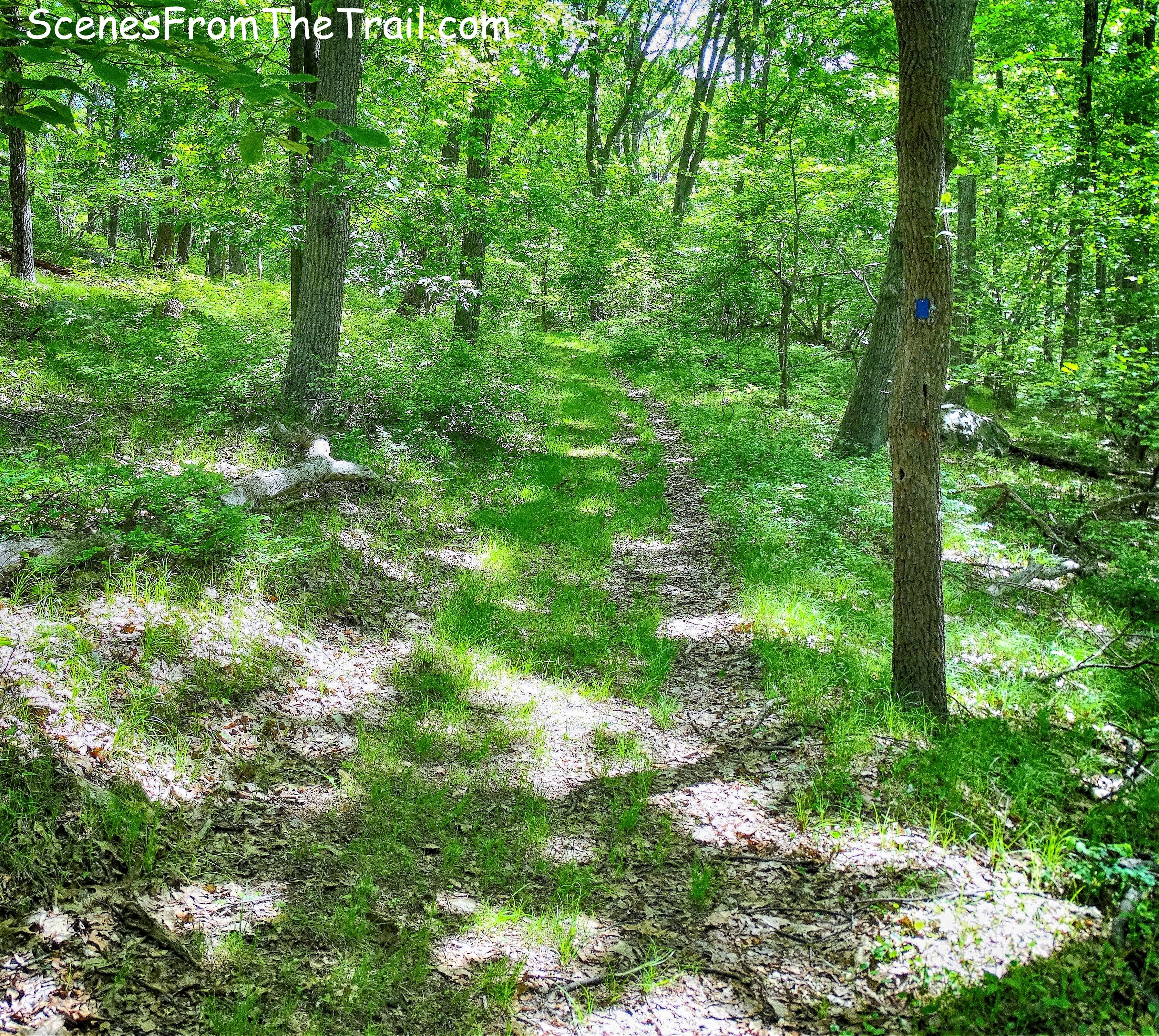 Beech Trail