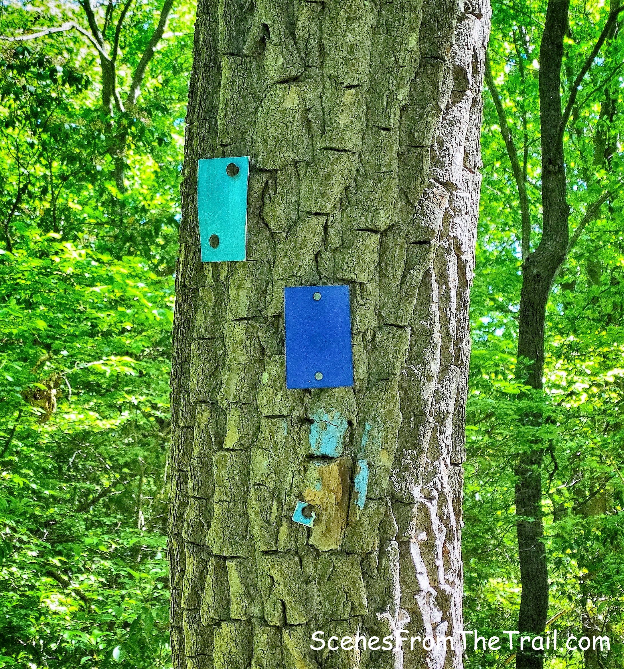 Beech Trail