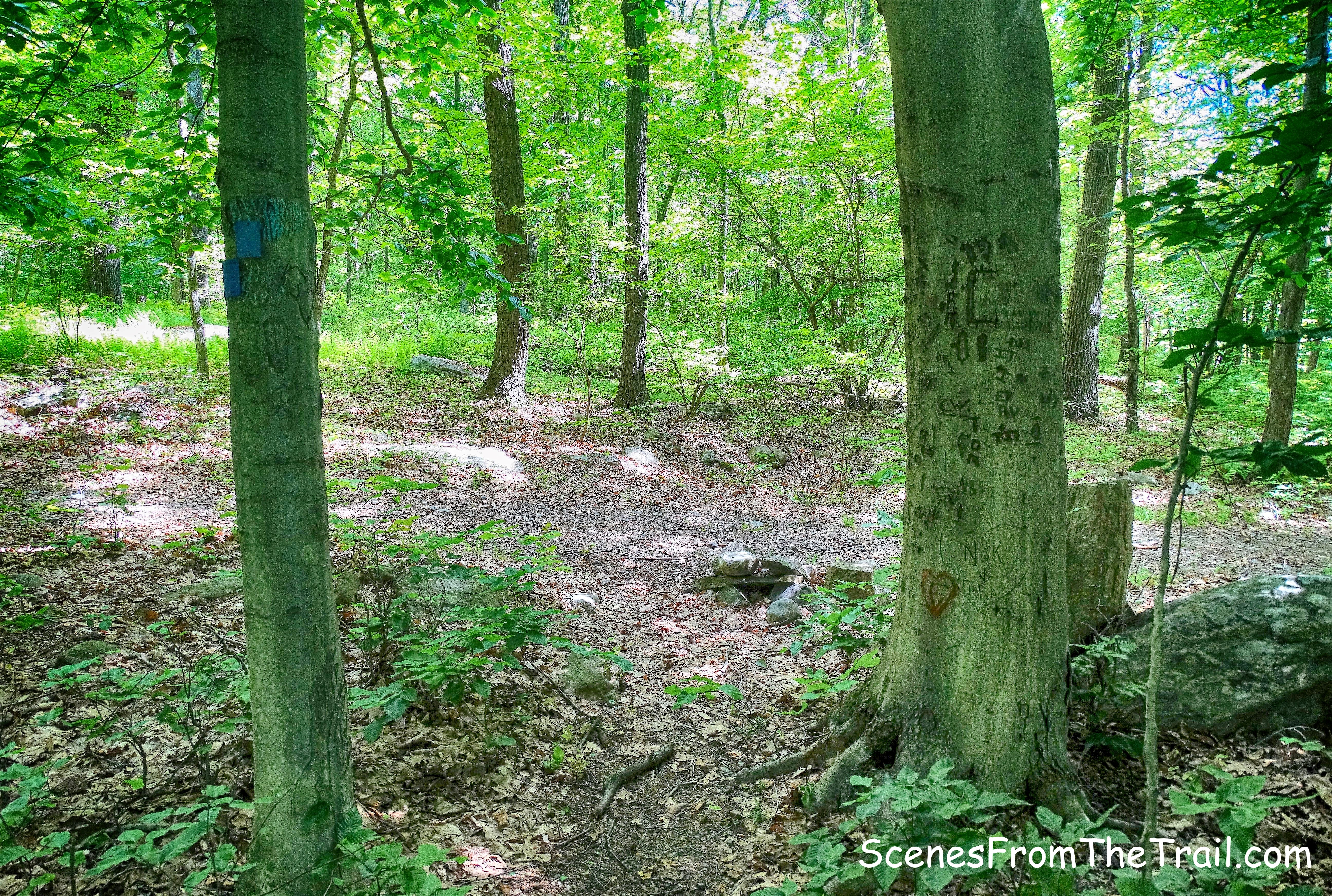 Beech Trail/Hasenclever Road junction