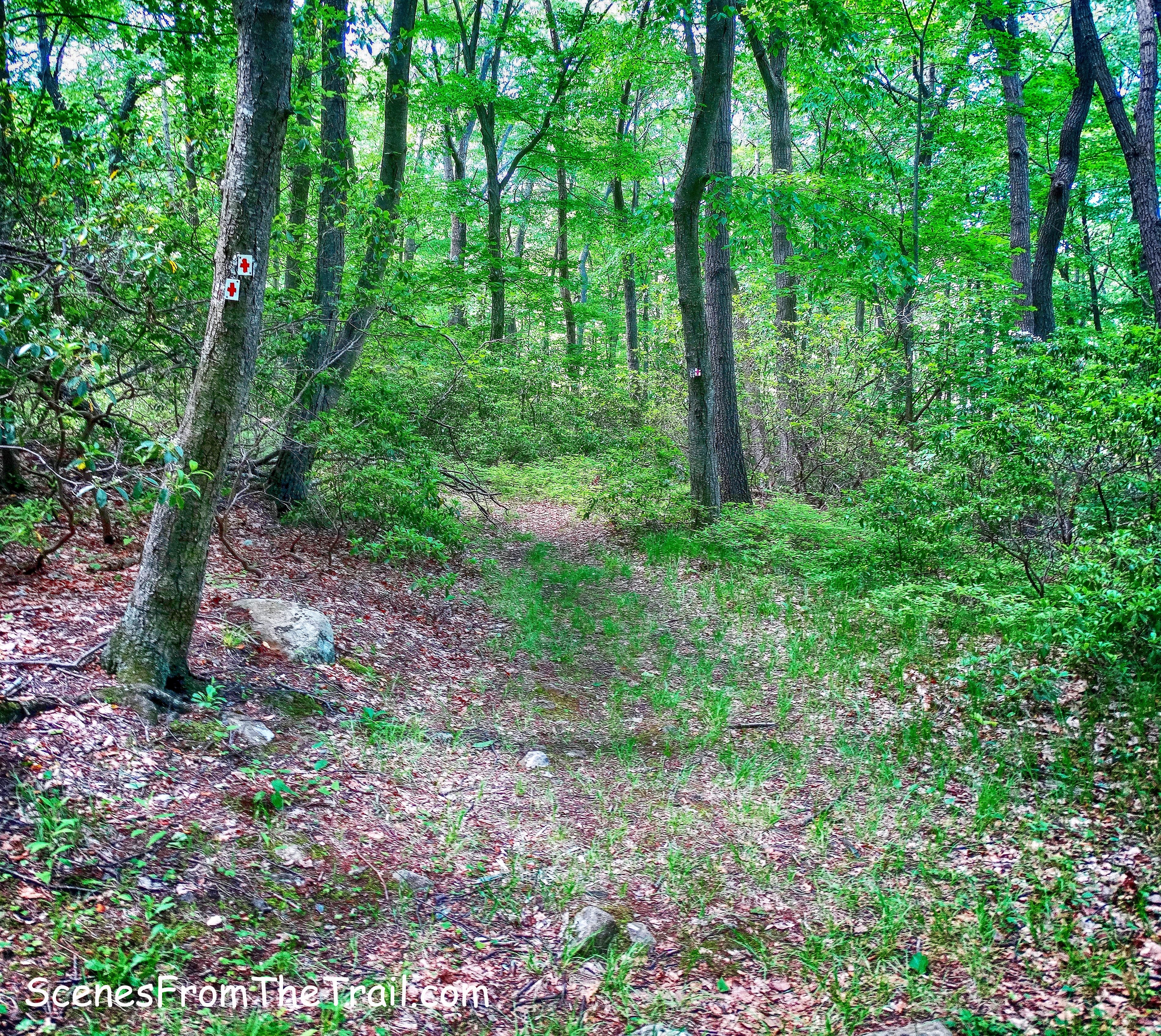 Red Cross Trail