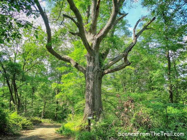 200 year Oak tree