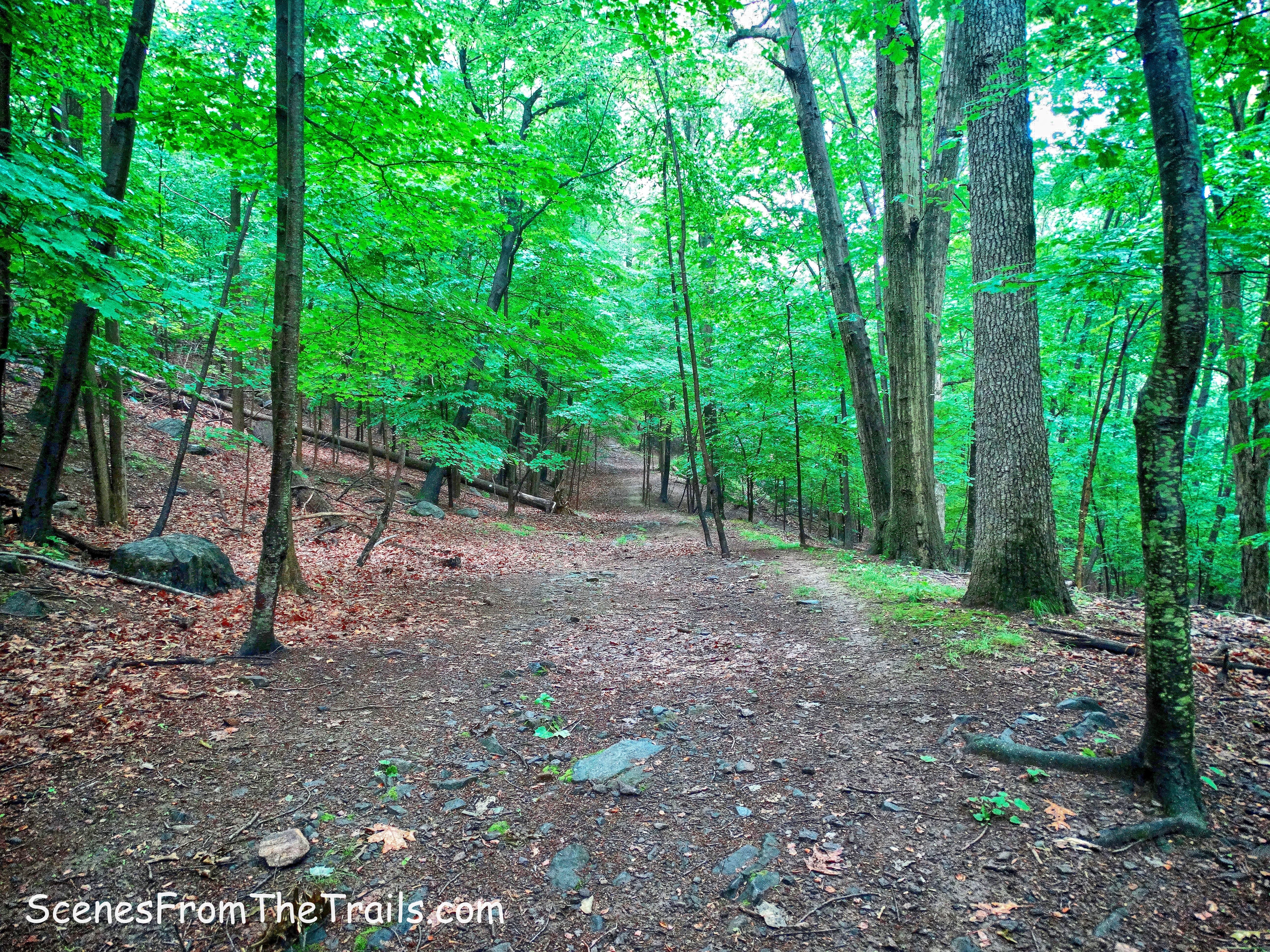 unmarked woods road
