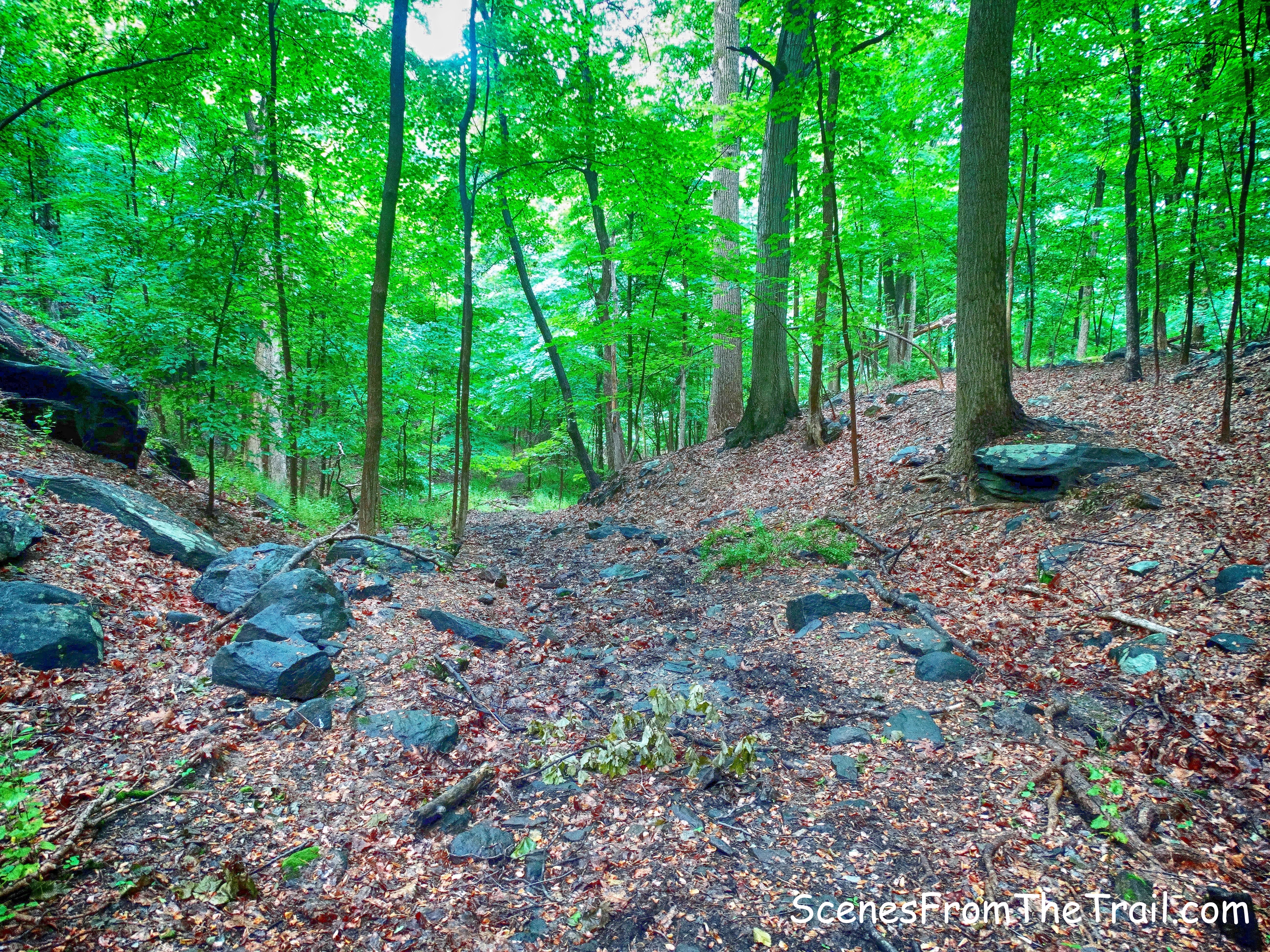 eroded woods road