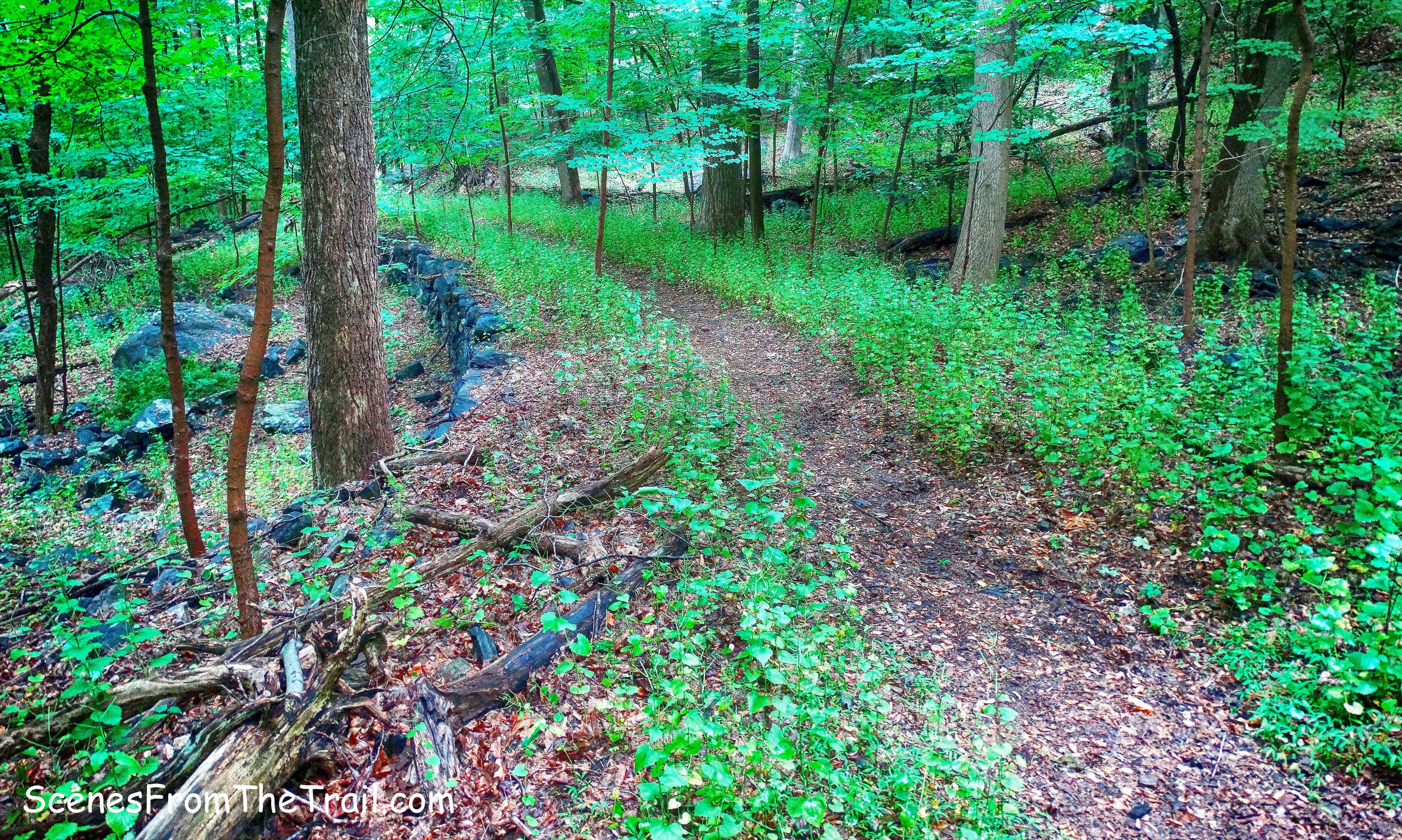 ML Trail