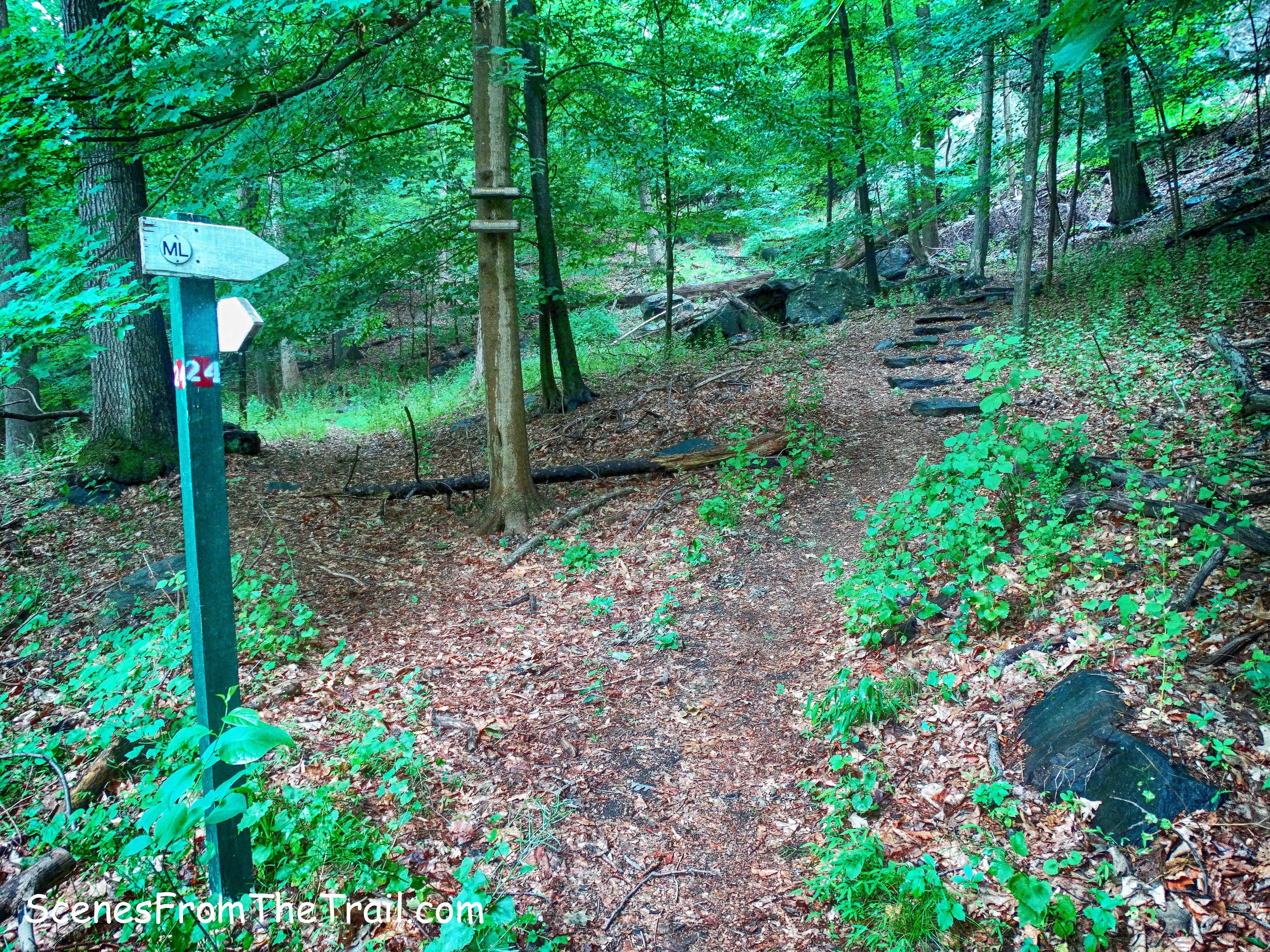 ML Trail