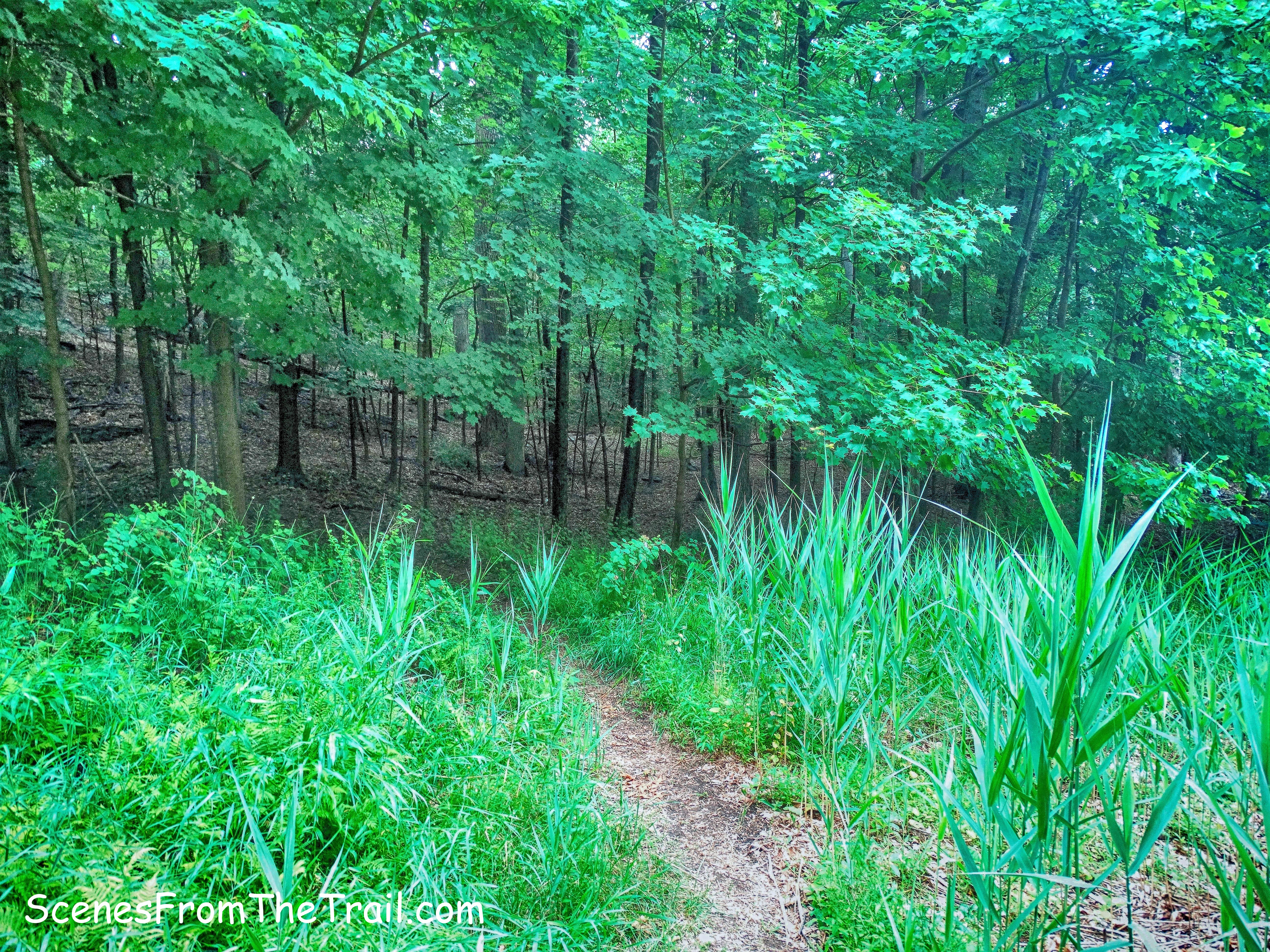 ML Trail