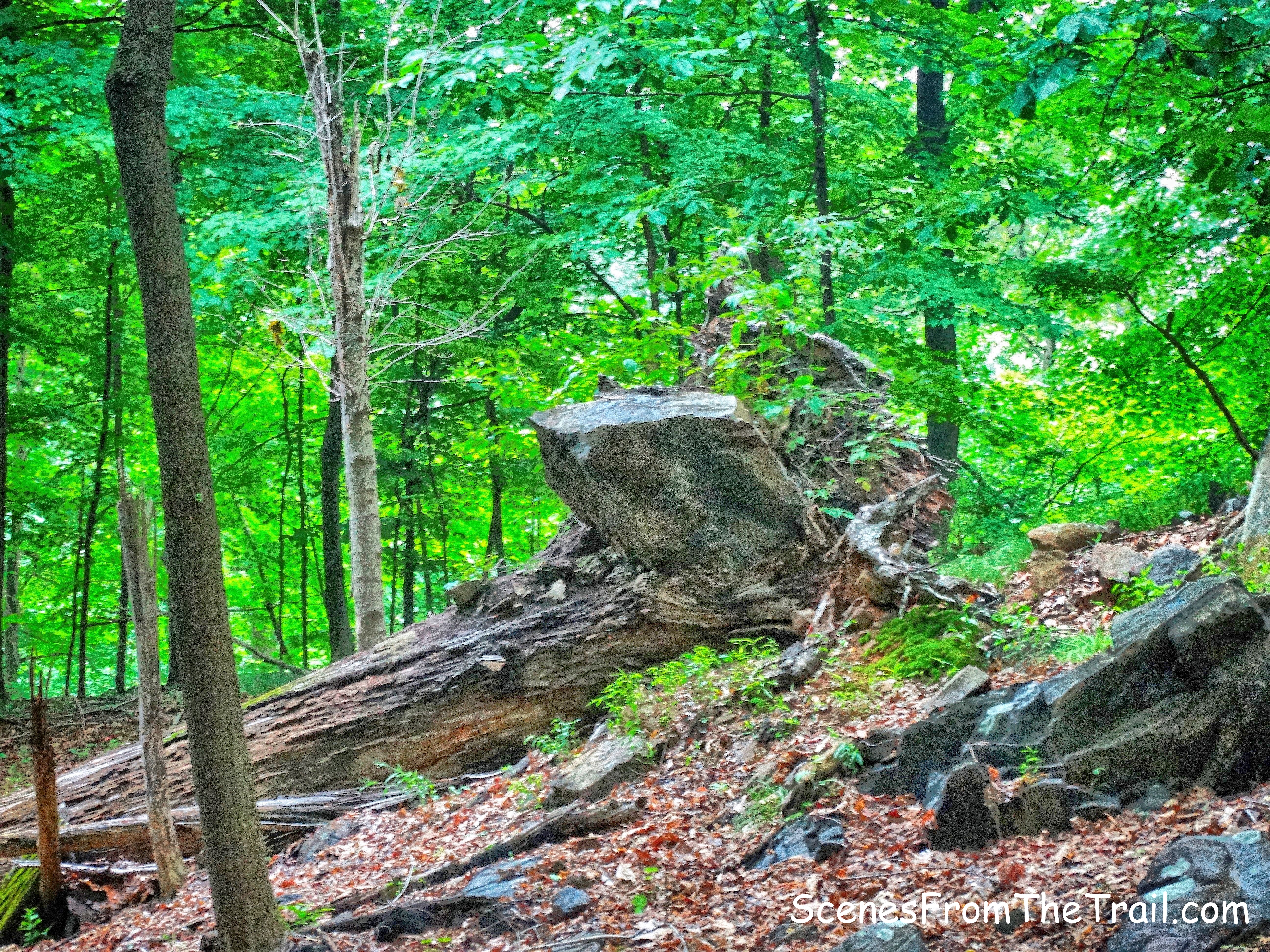 tree and boulder