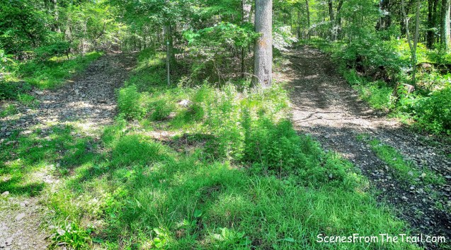 Long Path to the left and woods road on the right.