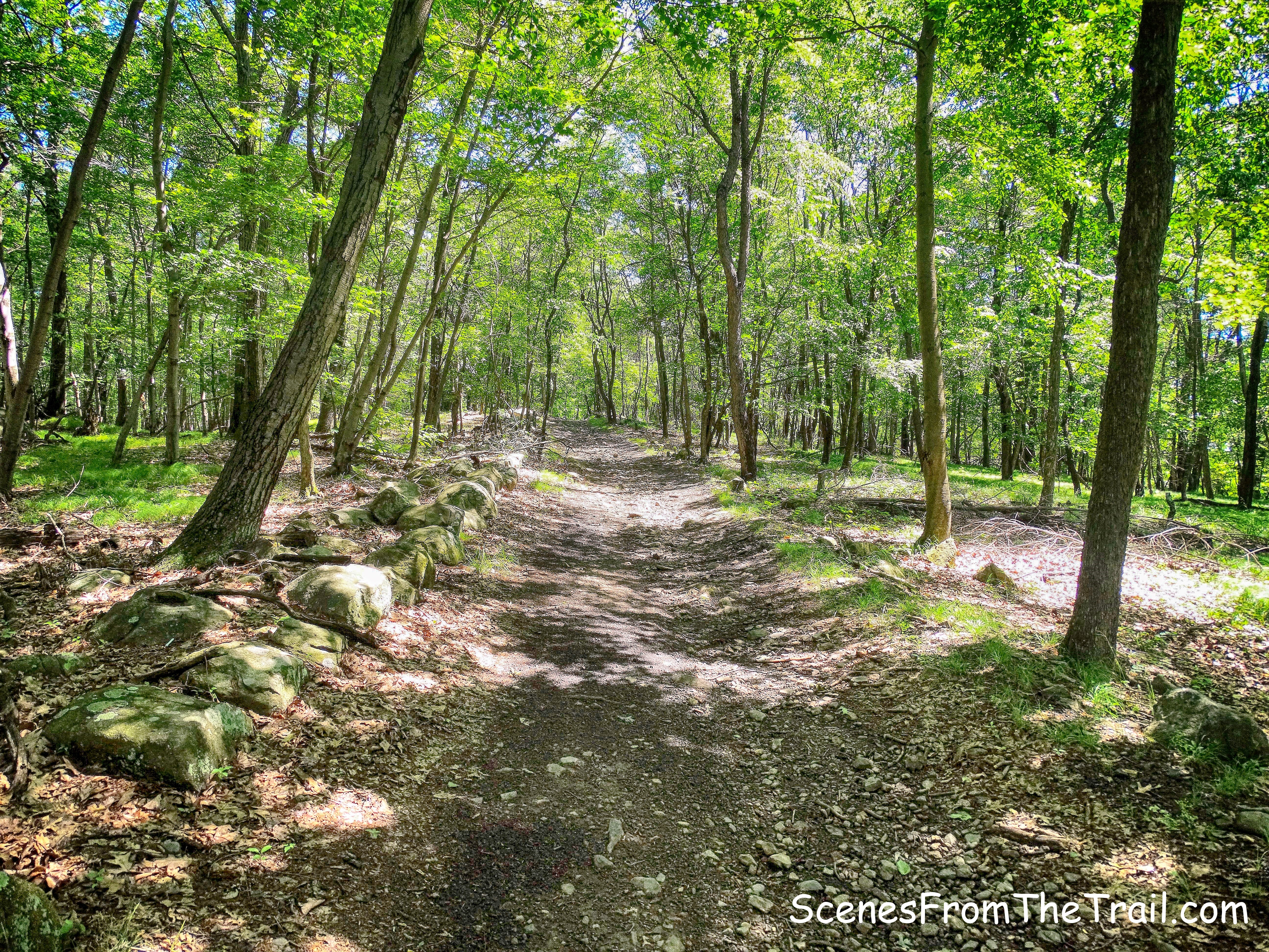 woods road