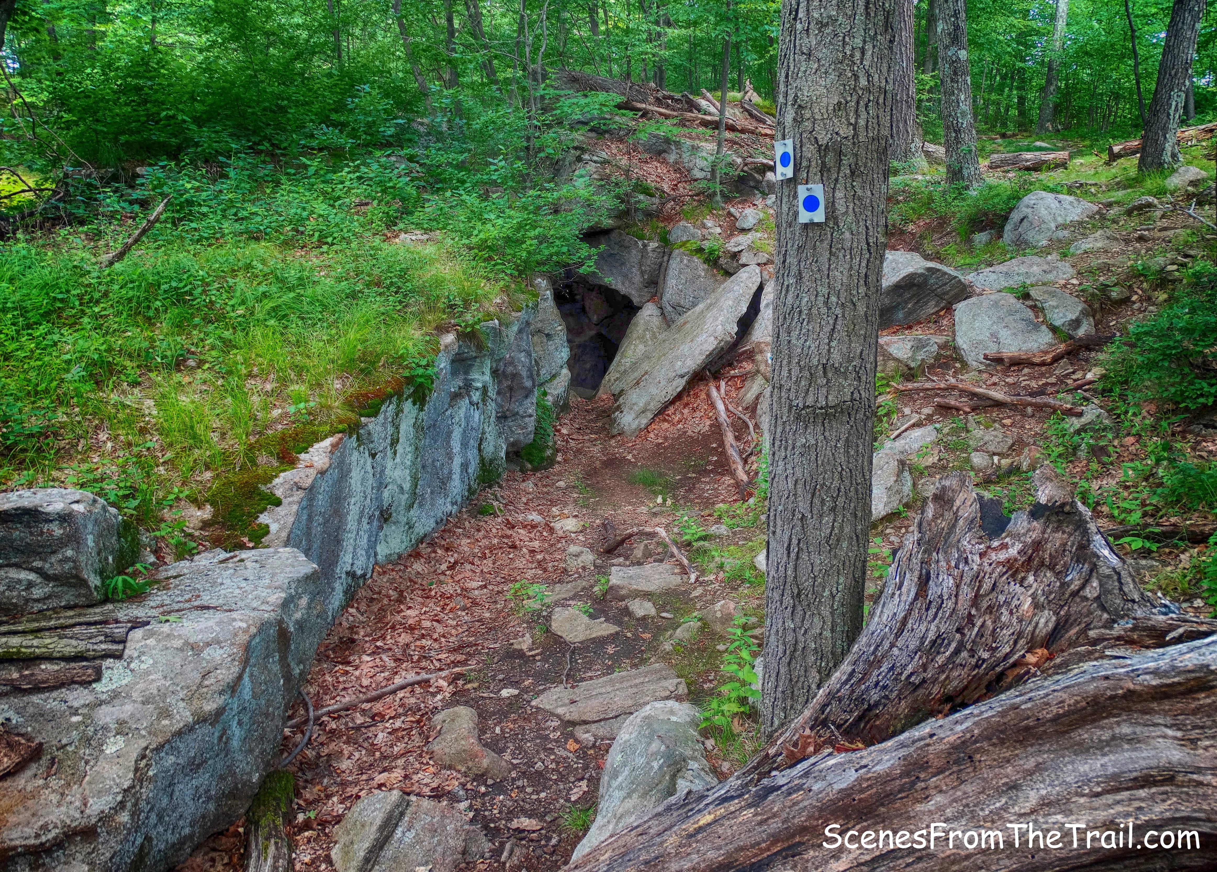 Elbow Brush - Blue Disc Trail