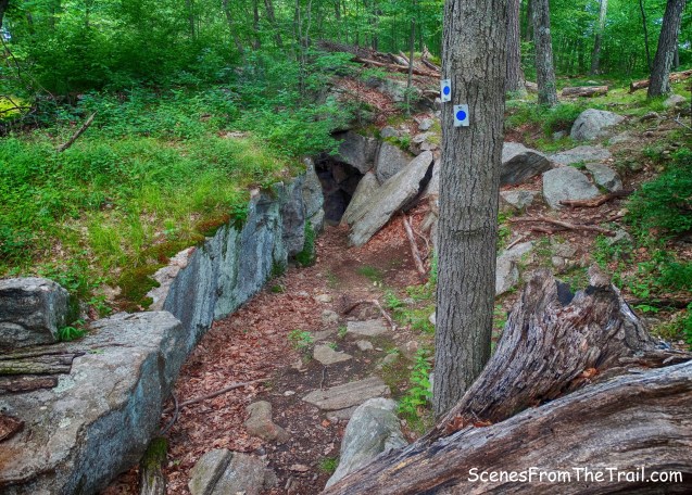 Elbow Brush - Blue Disc Trail