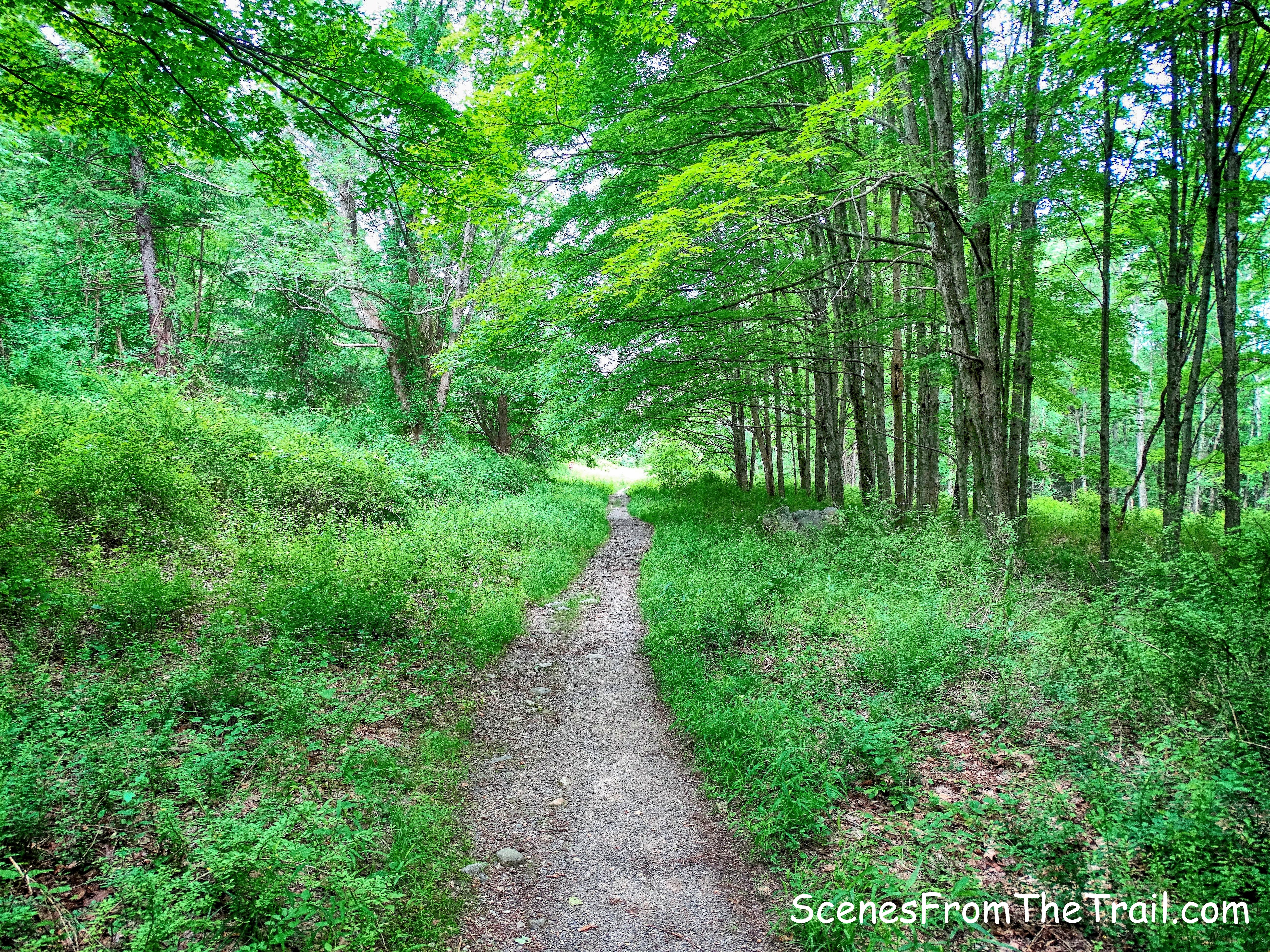 abandoned section of Johnsontown Road