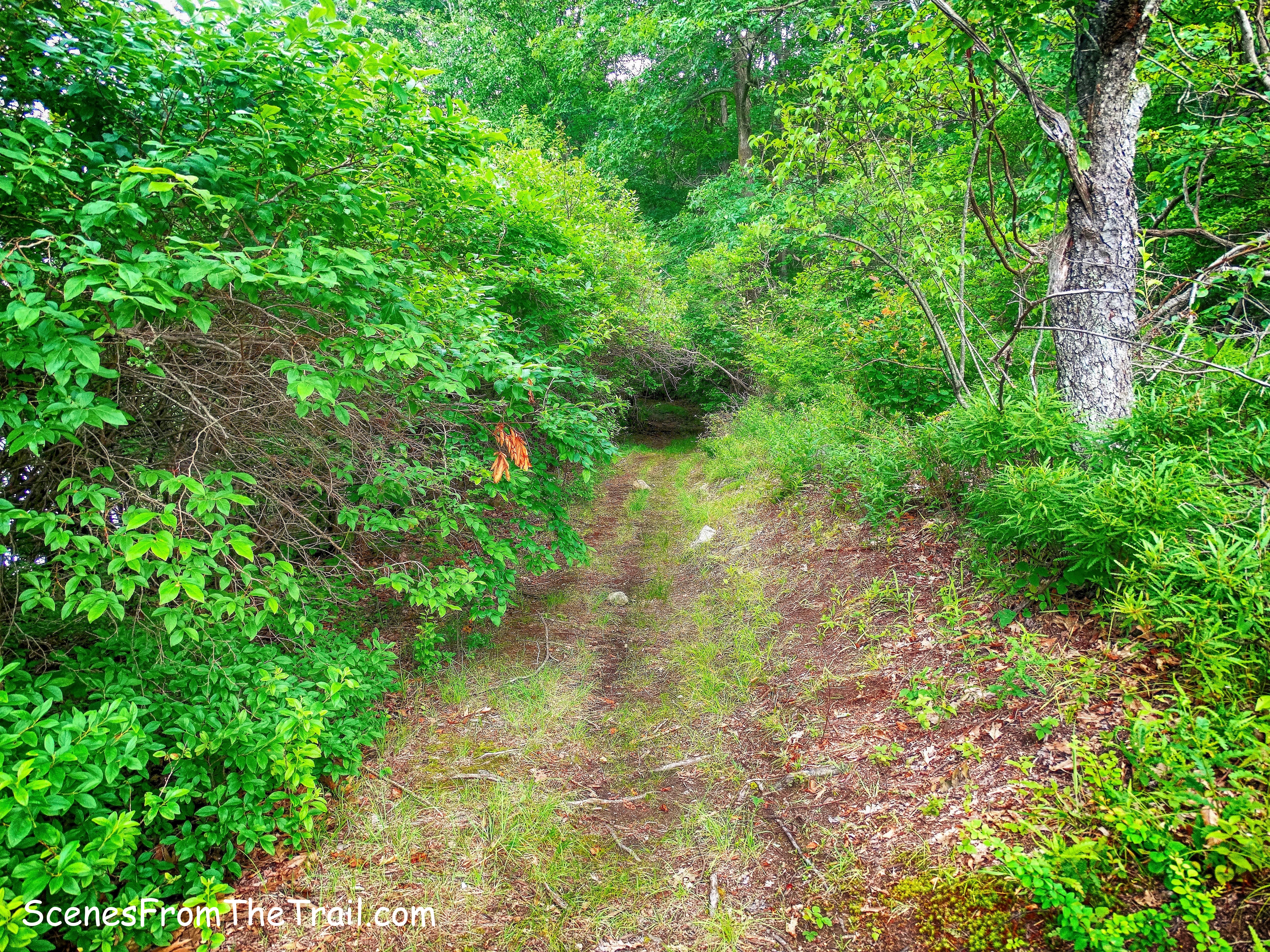 unmaintained trail - Third Reservoir