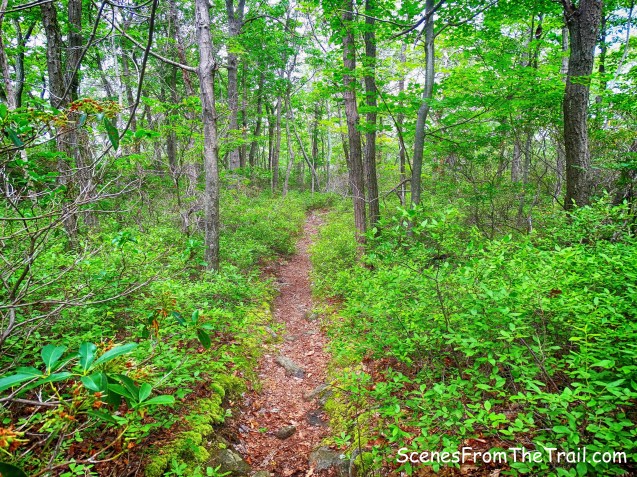 unmarked trail to Breakneck Pond