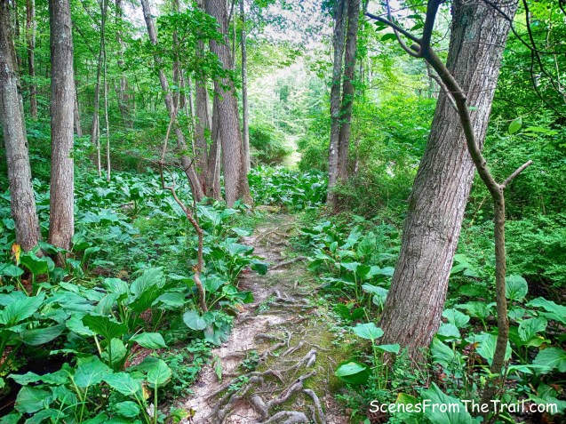 Upper Nyack Trail