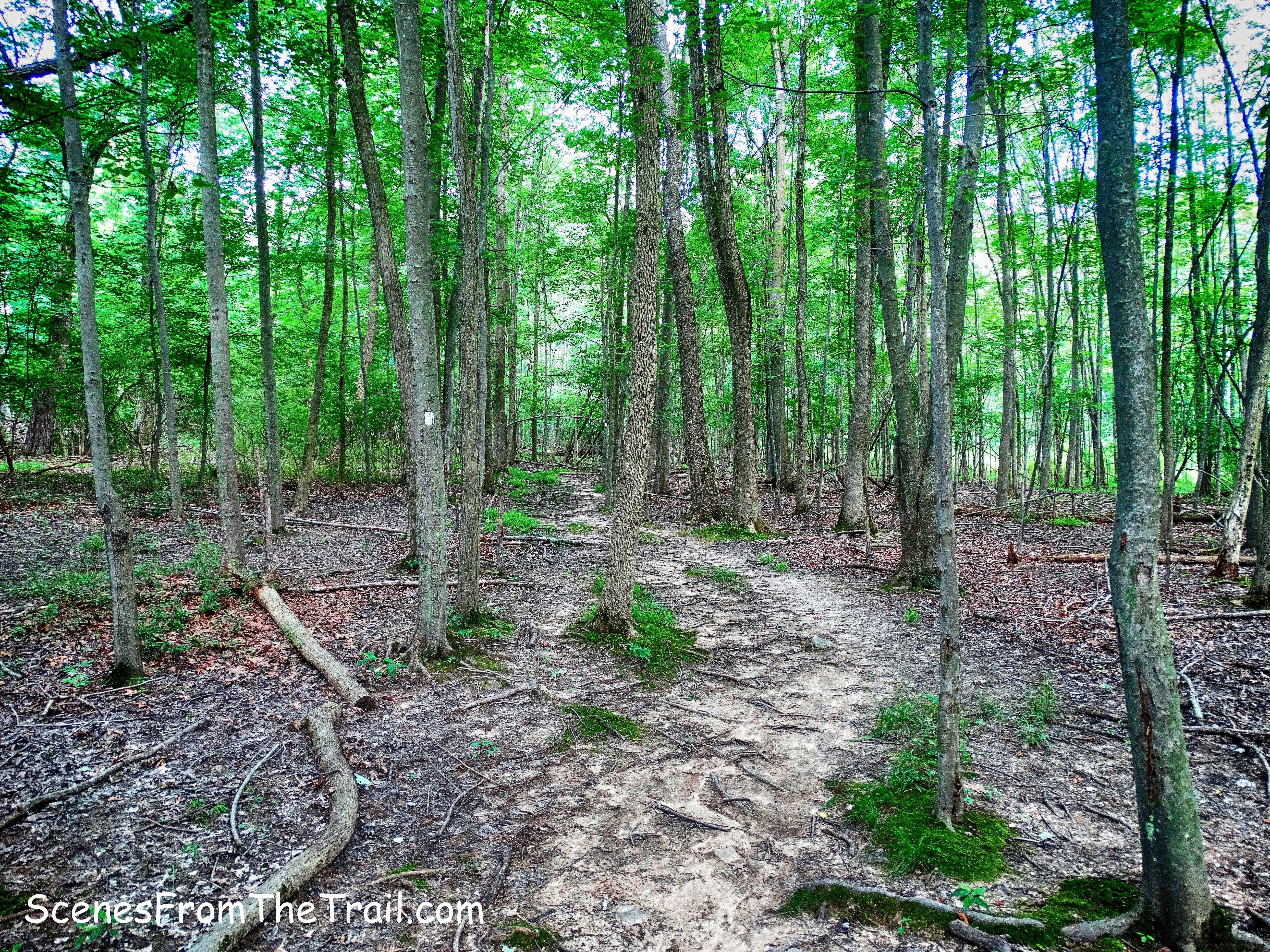 Upper Nyack Trail