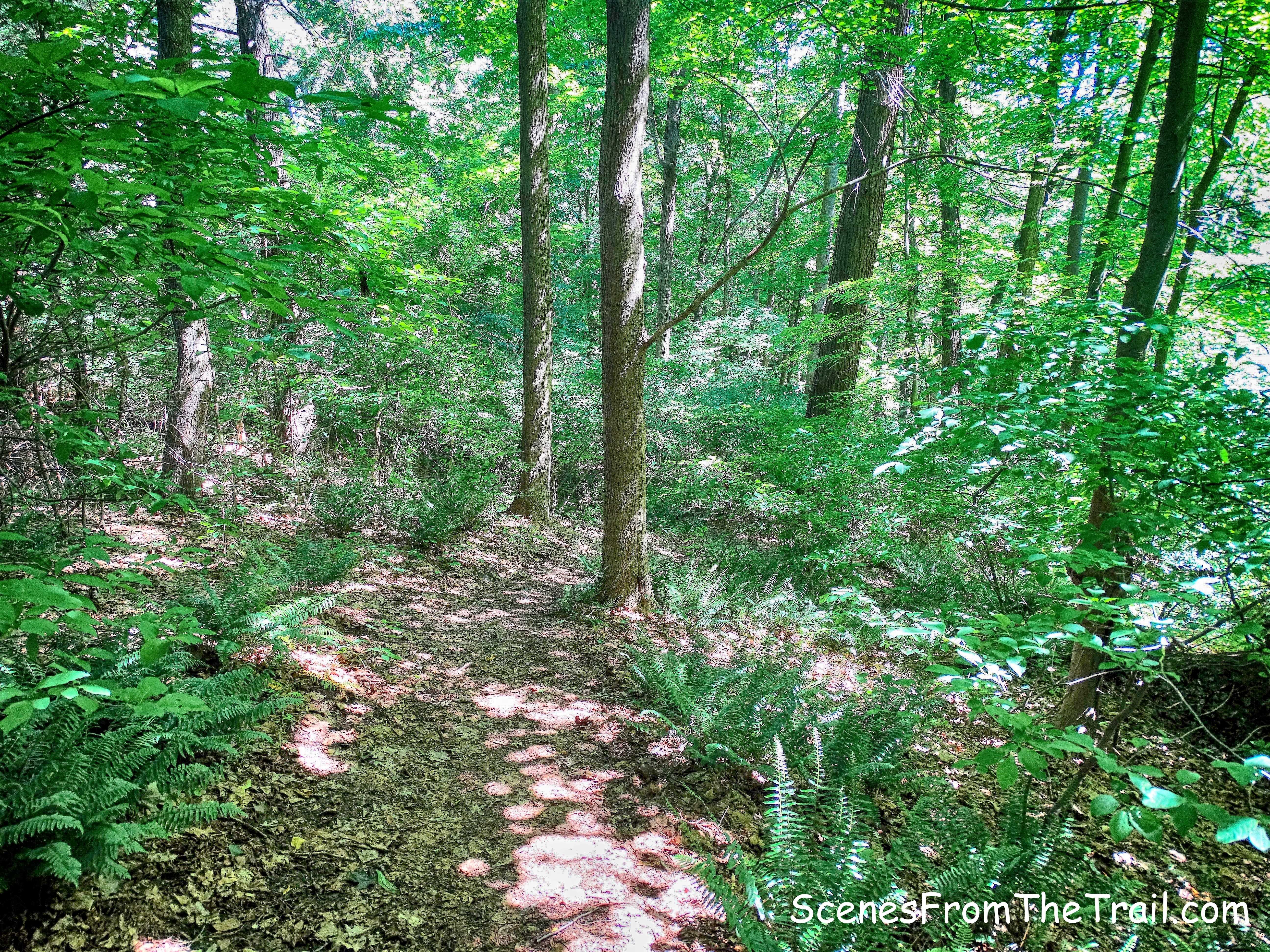 Sawkill Trail