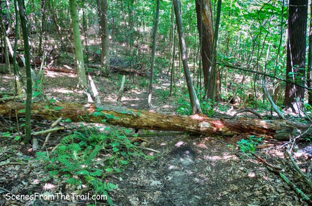 blowdown on Sawkill Trail