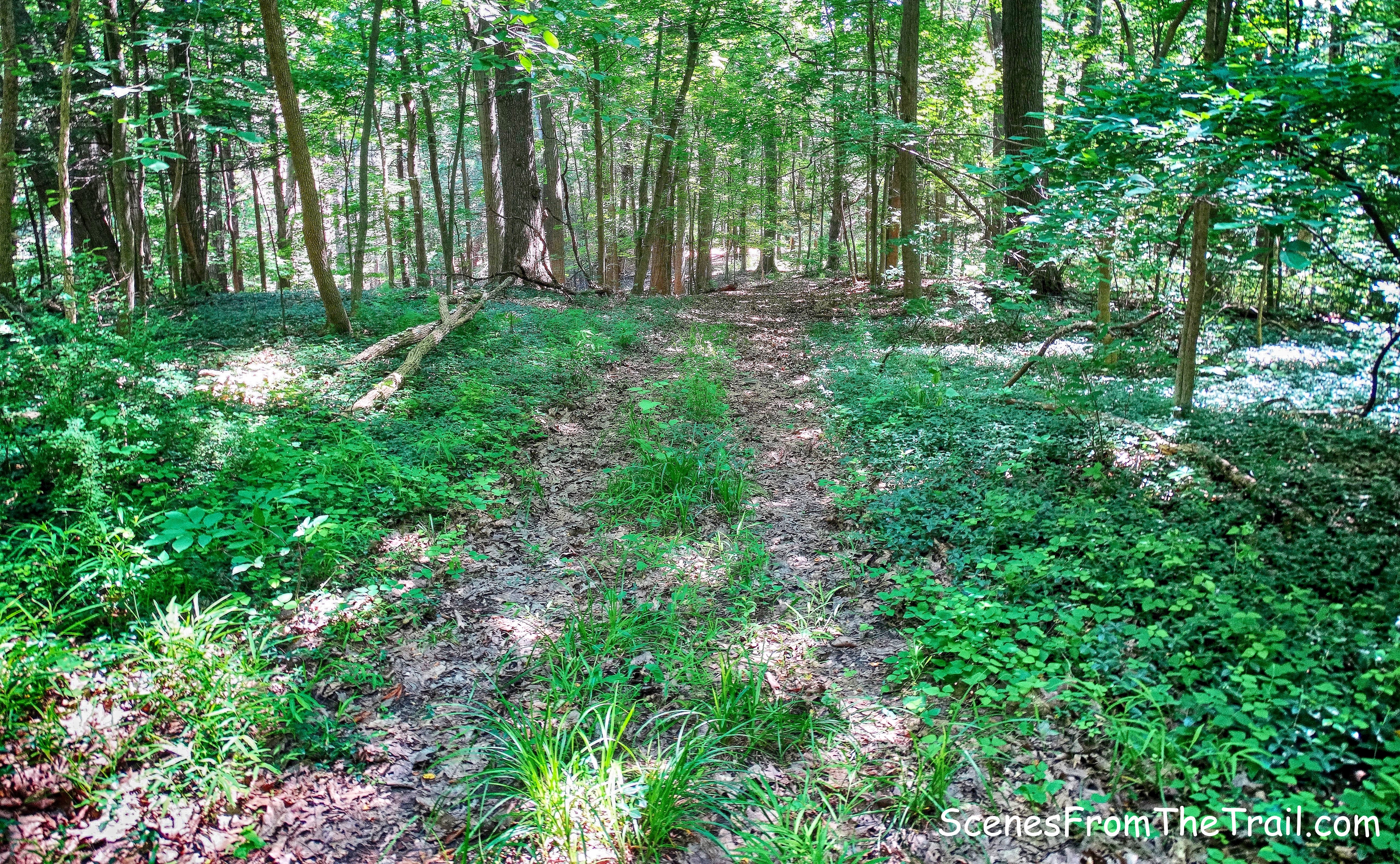 woods road