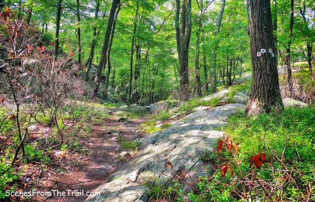 junction with the Ramapo-Dunderberg Trail