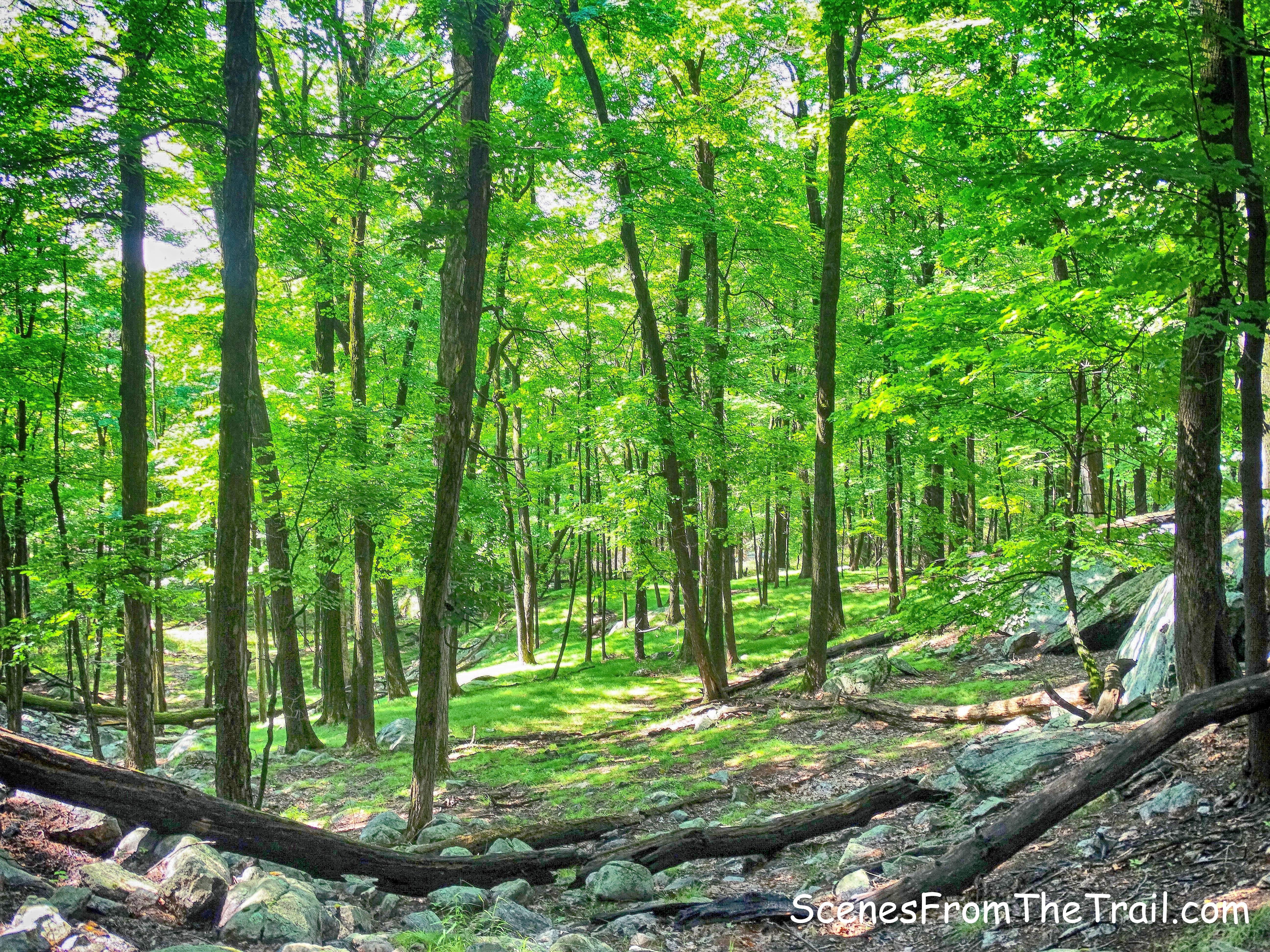 tree lined forest