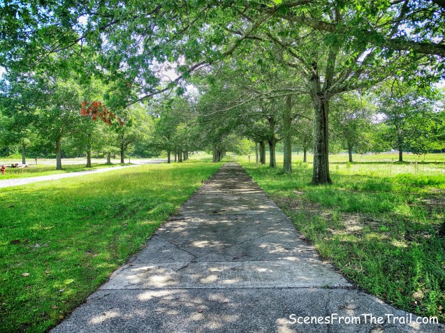 tree lined walkway
